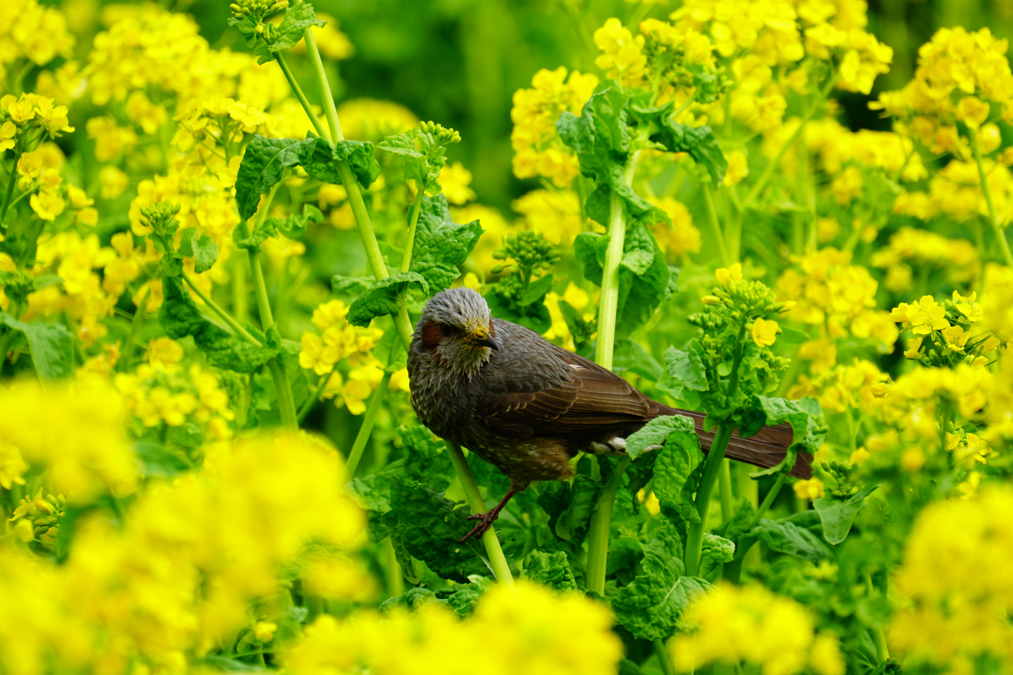 Sony FE 70-300mm F4.5-5.6 G OSS sample photo. Hama-rikyu_gardens photography