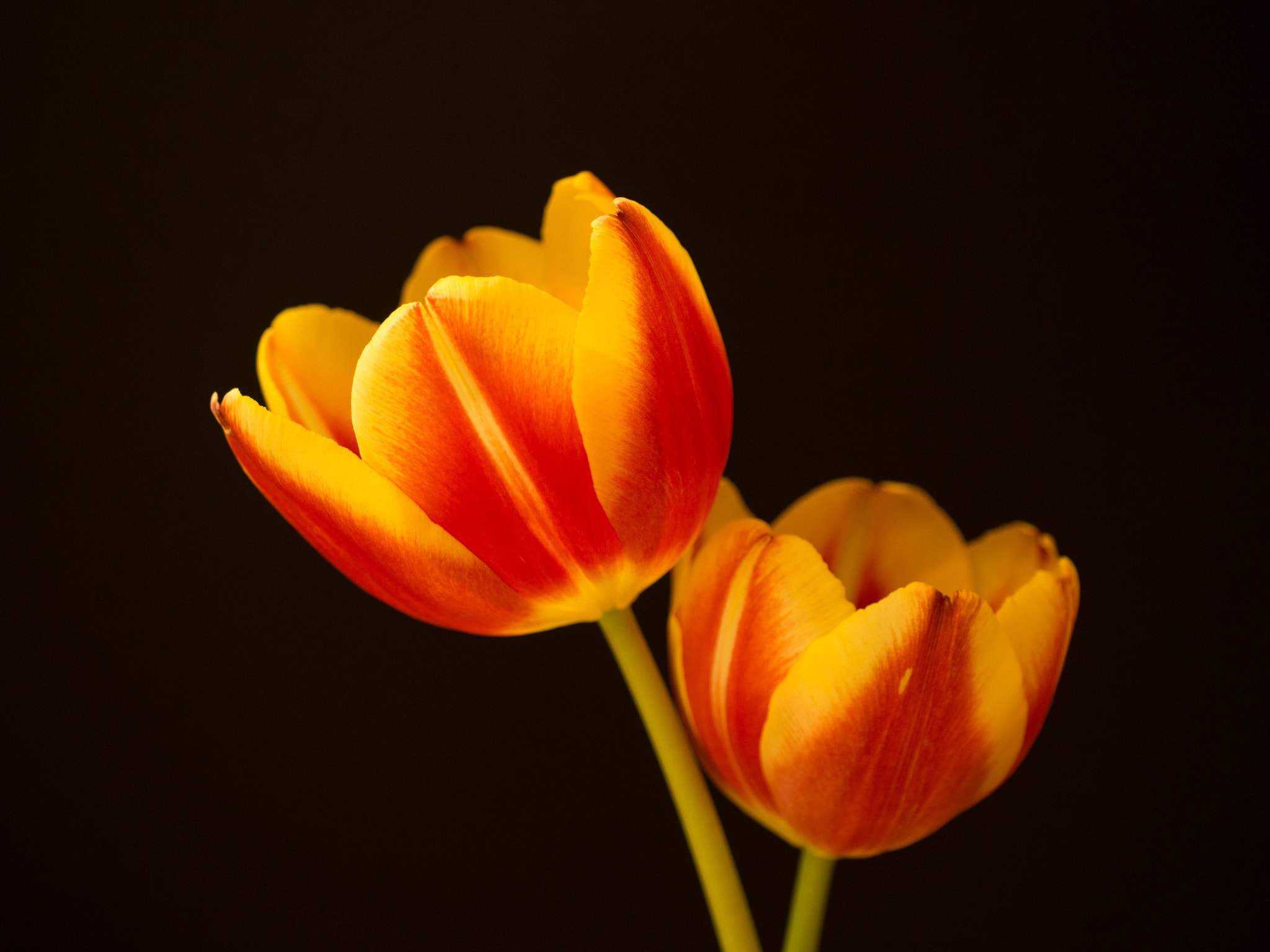 Panasonic Leica DG Macro-Elmarit 45mm F2.8 ASPH OIS sample photo