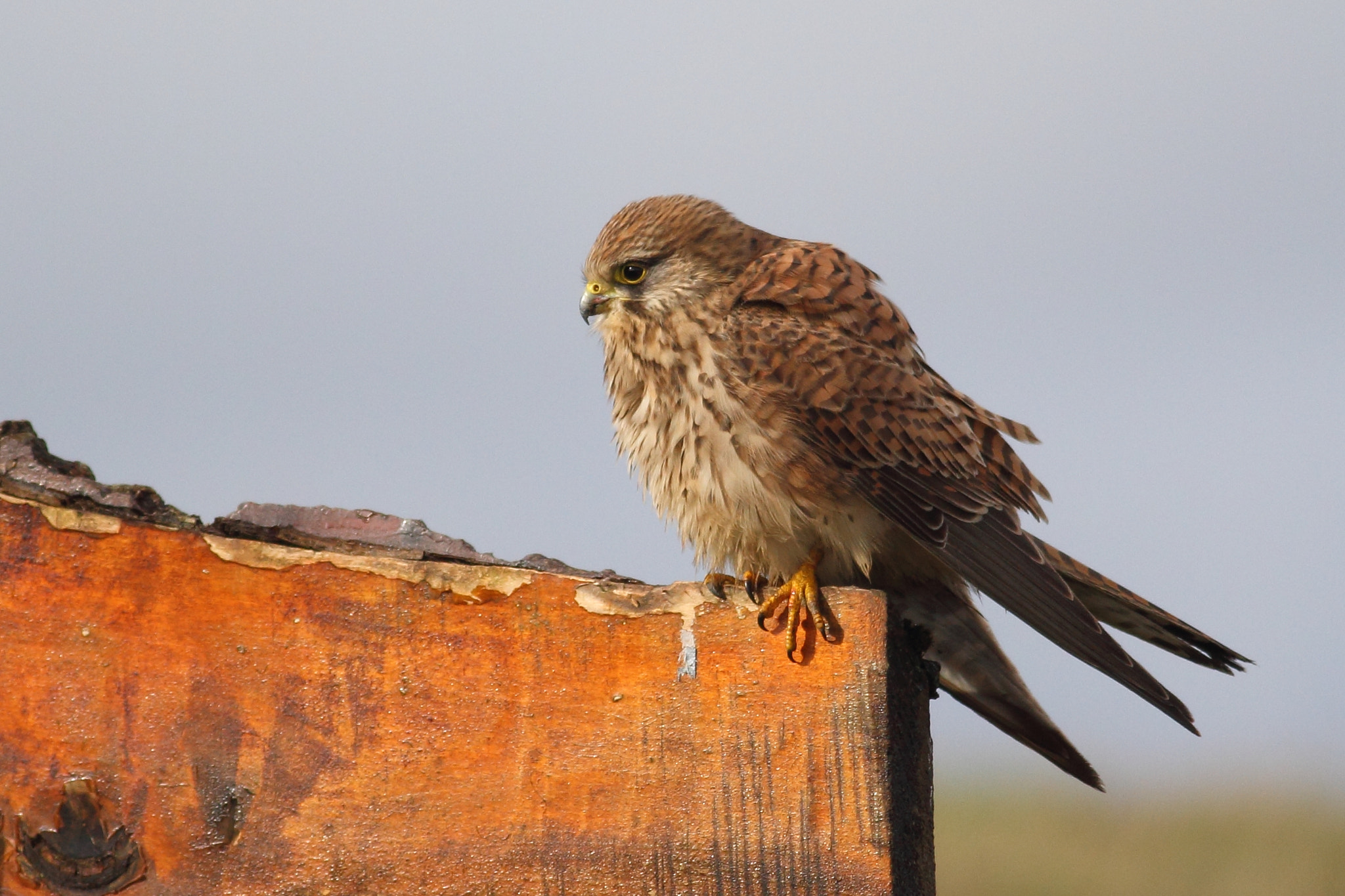 Canon EOS 60D + Canon EF 400mm F5.6L USM sample photo. Kestrel photography