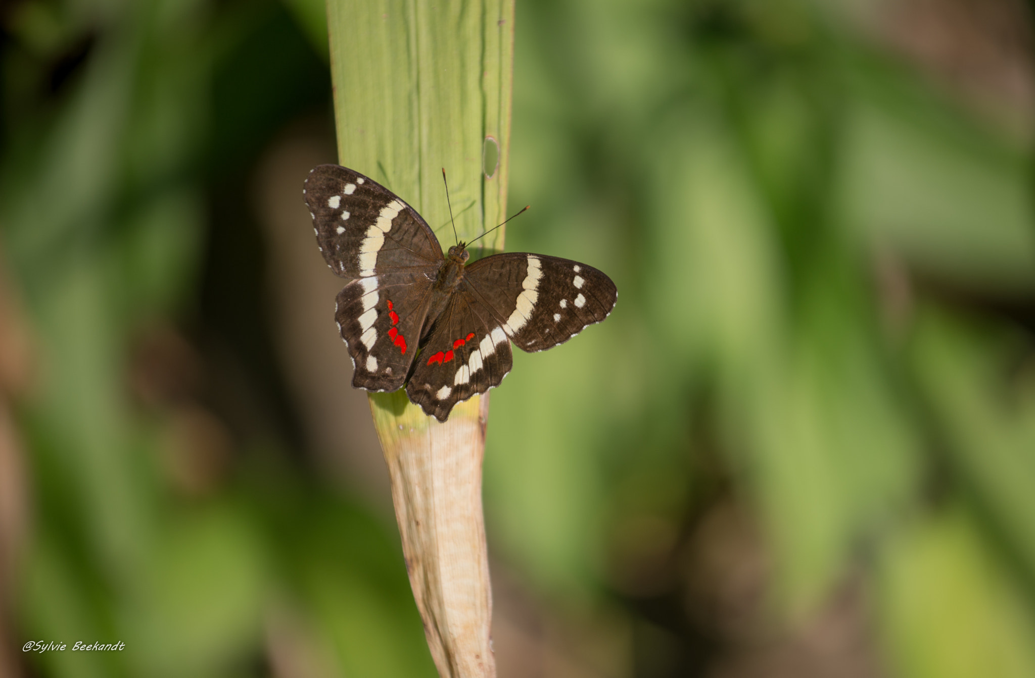 Nikon AF-S Nikkor 70-200mm F4G ED VR sample photo. Papillon au repos photography