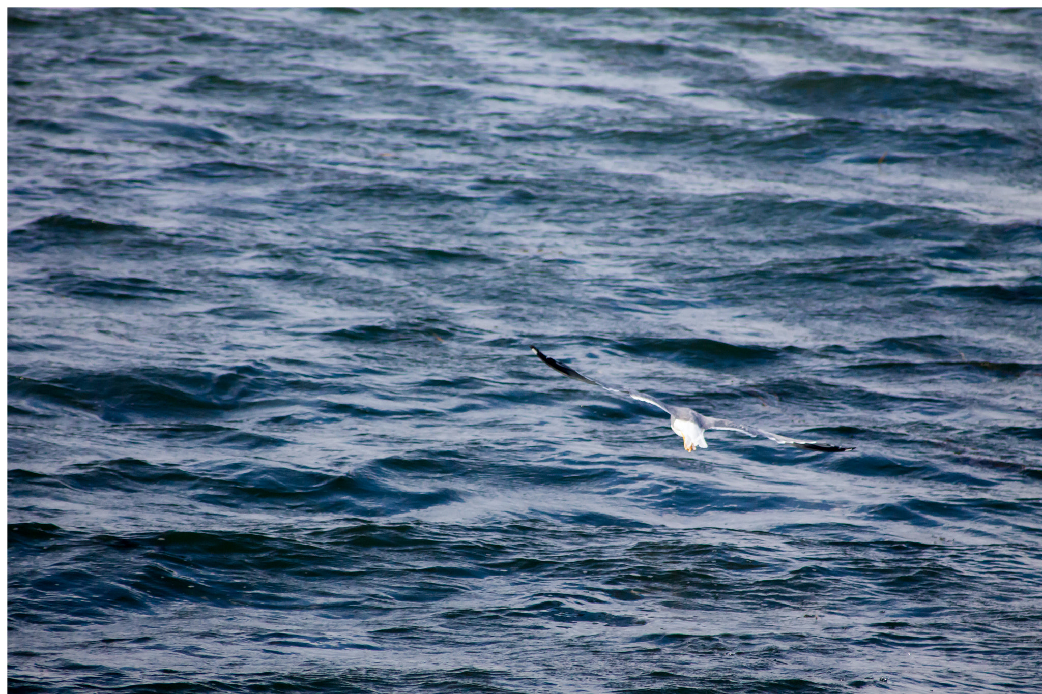 Canon EF 55-200mm F4.5-5.6 II USM sample photo. Seagull on the lake photography