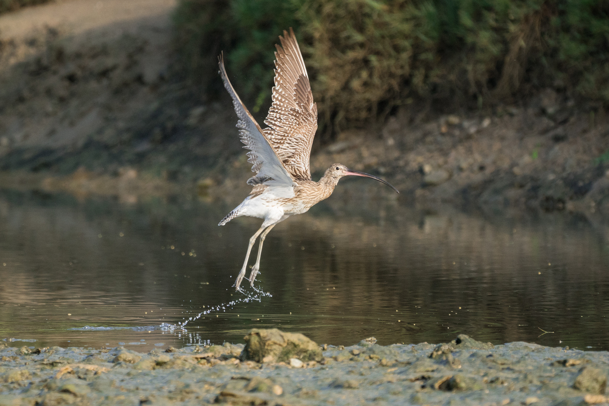 150-600mm F5-6.3 DG OS HSM | Contemporary 015 sample photo. Take off photography