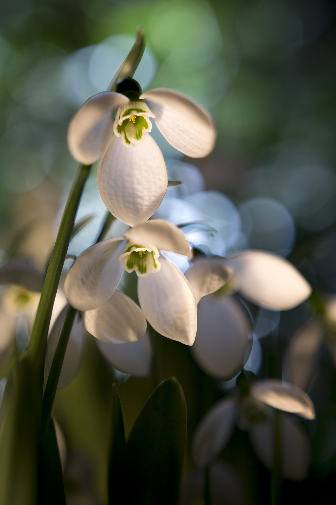 Nikon D5300 + Sigma 18-35mm F1.8 DC HSM Art sample photo. Spring messenger photography