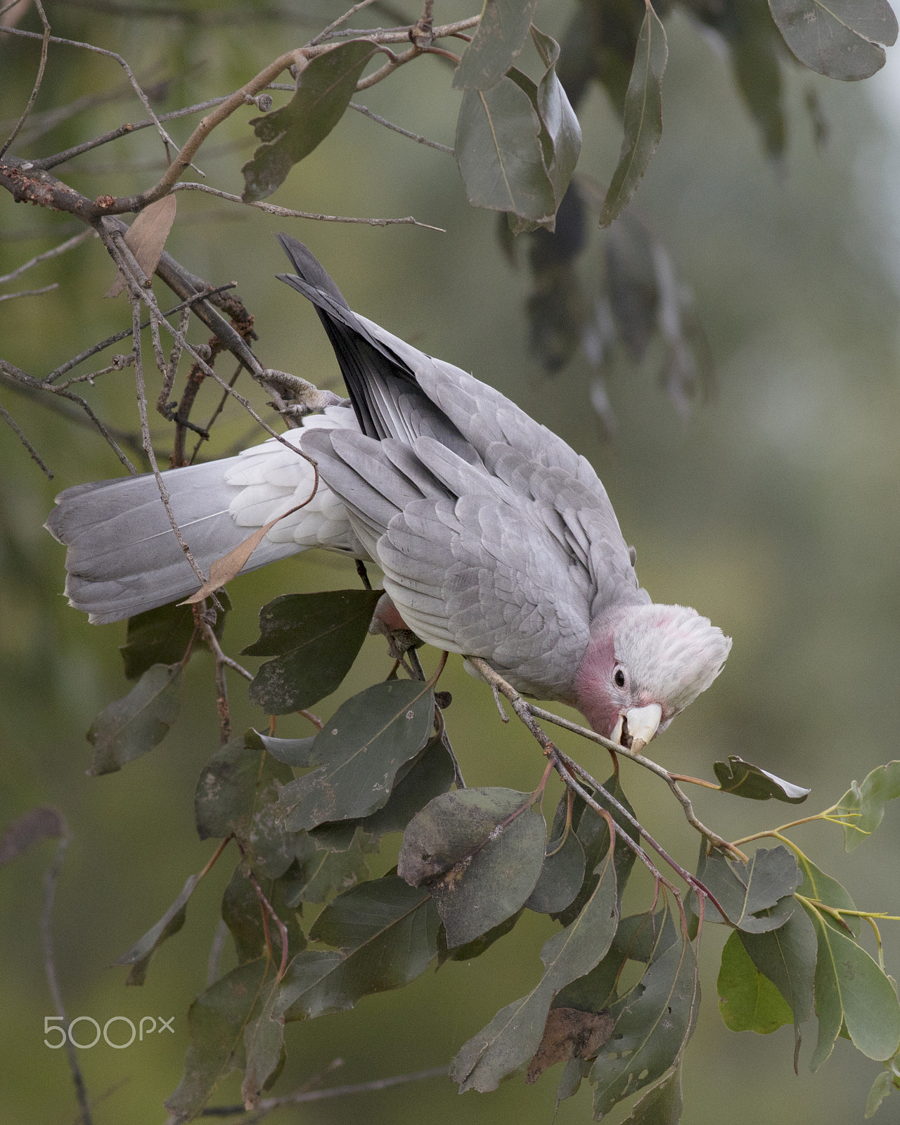 Canon EOS 80D + Canon EF 400mm F5.6L USM sample photo. Juvenile galah photography