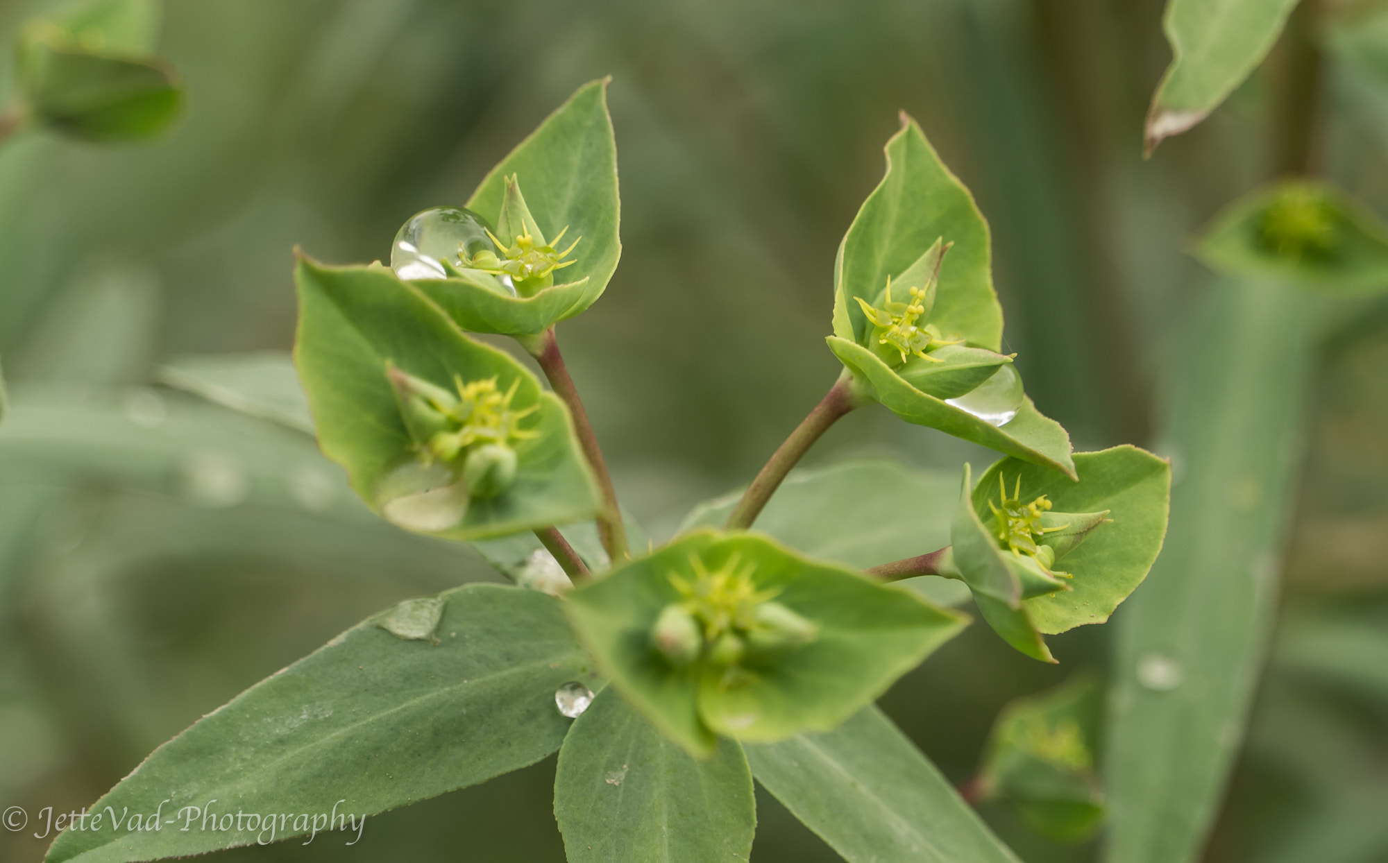 Sony E 18-200mm F3.5-6.3 OSS sample photo. Dew-drops photography