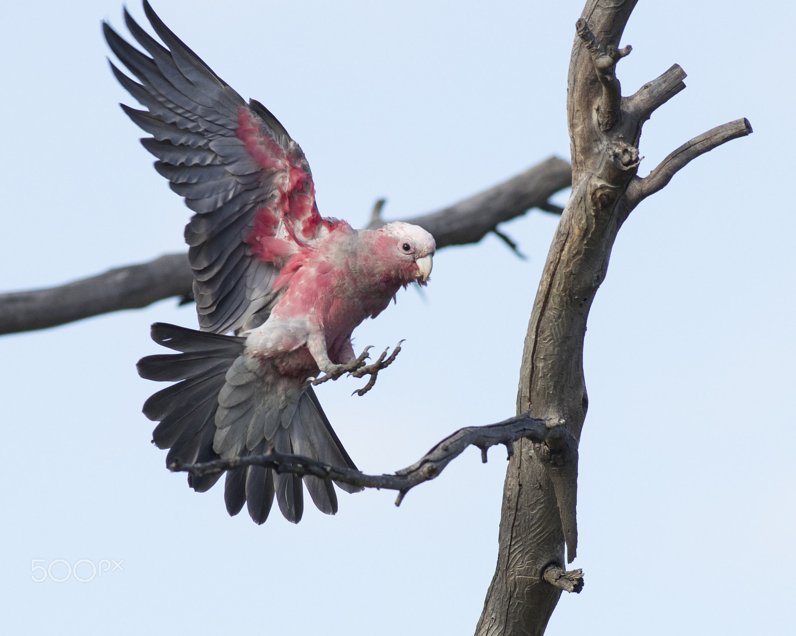 Canon EOS 80D + Canon EF 400mm F5.6L USM sample photo. Galah landing photography