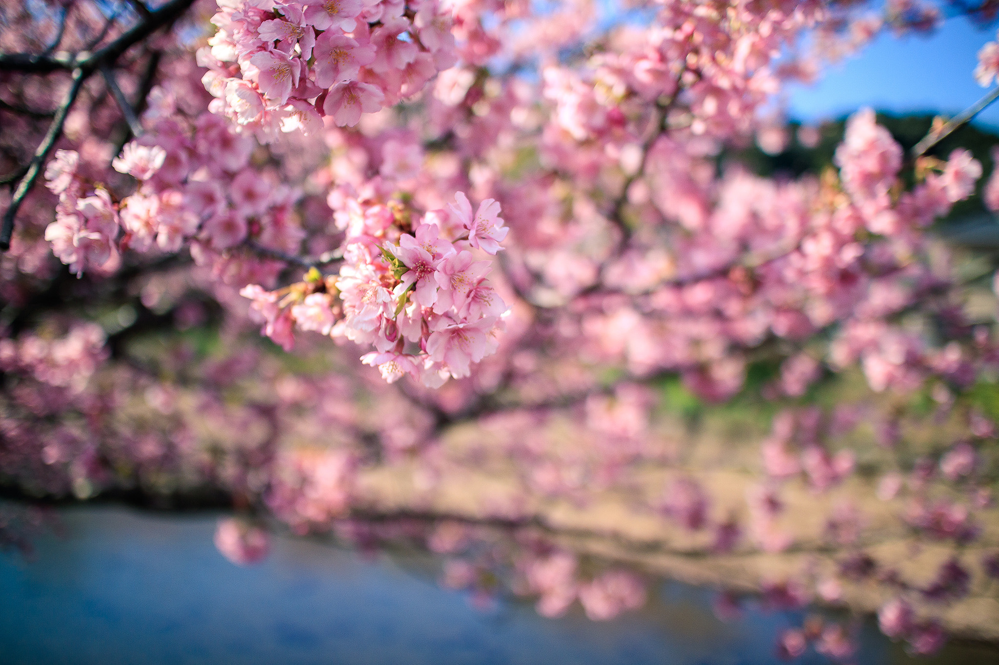 Canon EOS M3 sample photo. 河津桜 photography