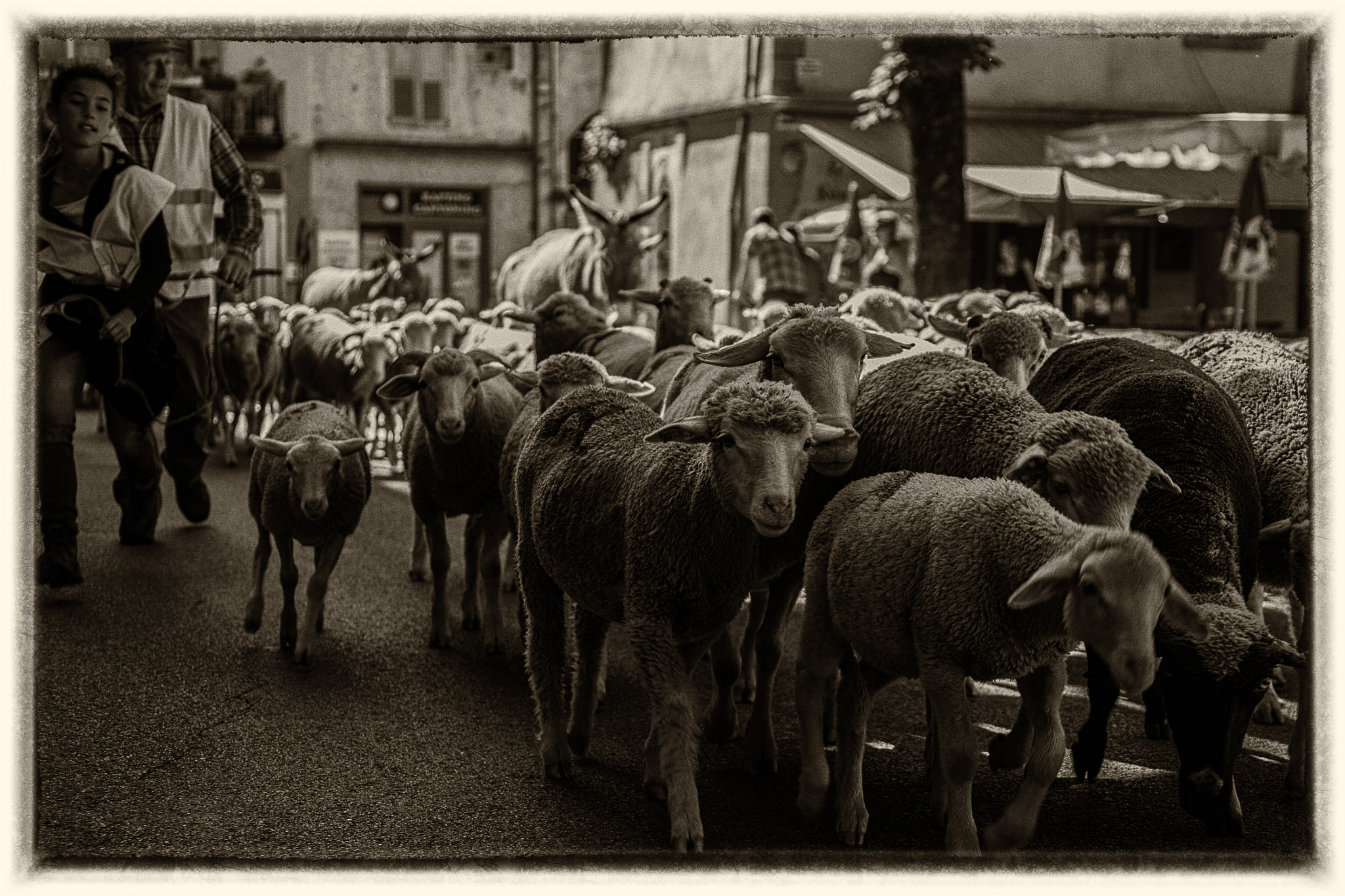 Canon EOS 5D Mark II + Canon EF 28-300mm F3.5-5.6L IS USM sample photo. Transhumance photography