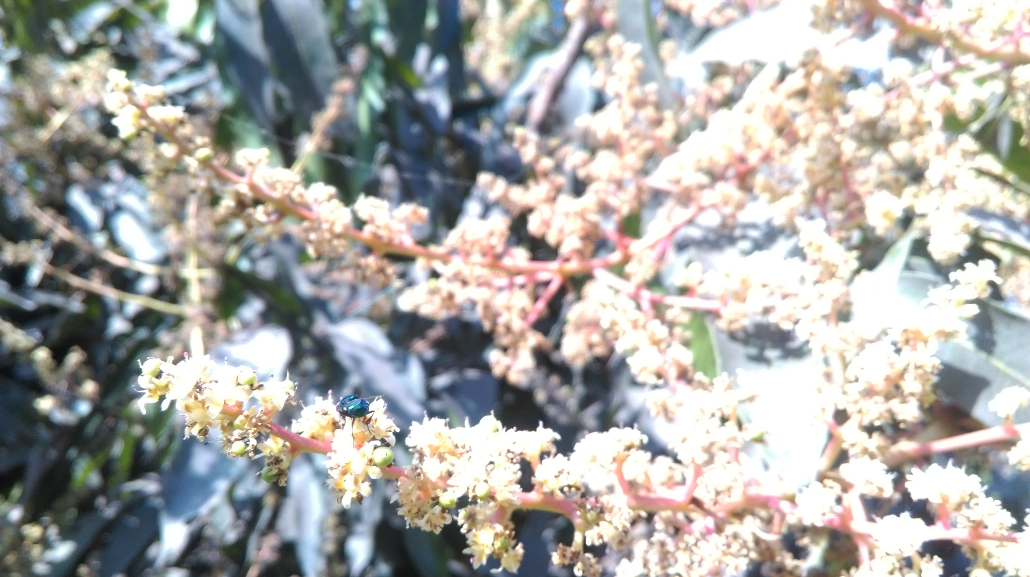 HTC ONE (E8) DUAL SIM sample photo. Mangoes flower photography