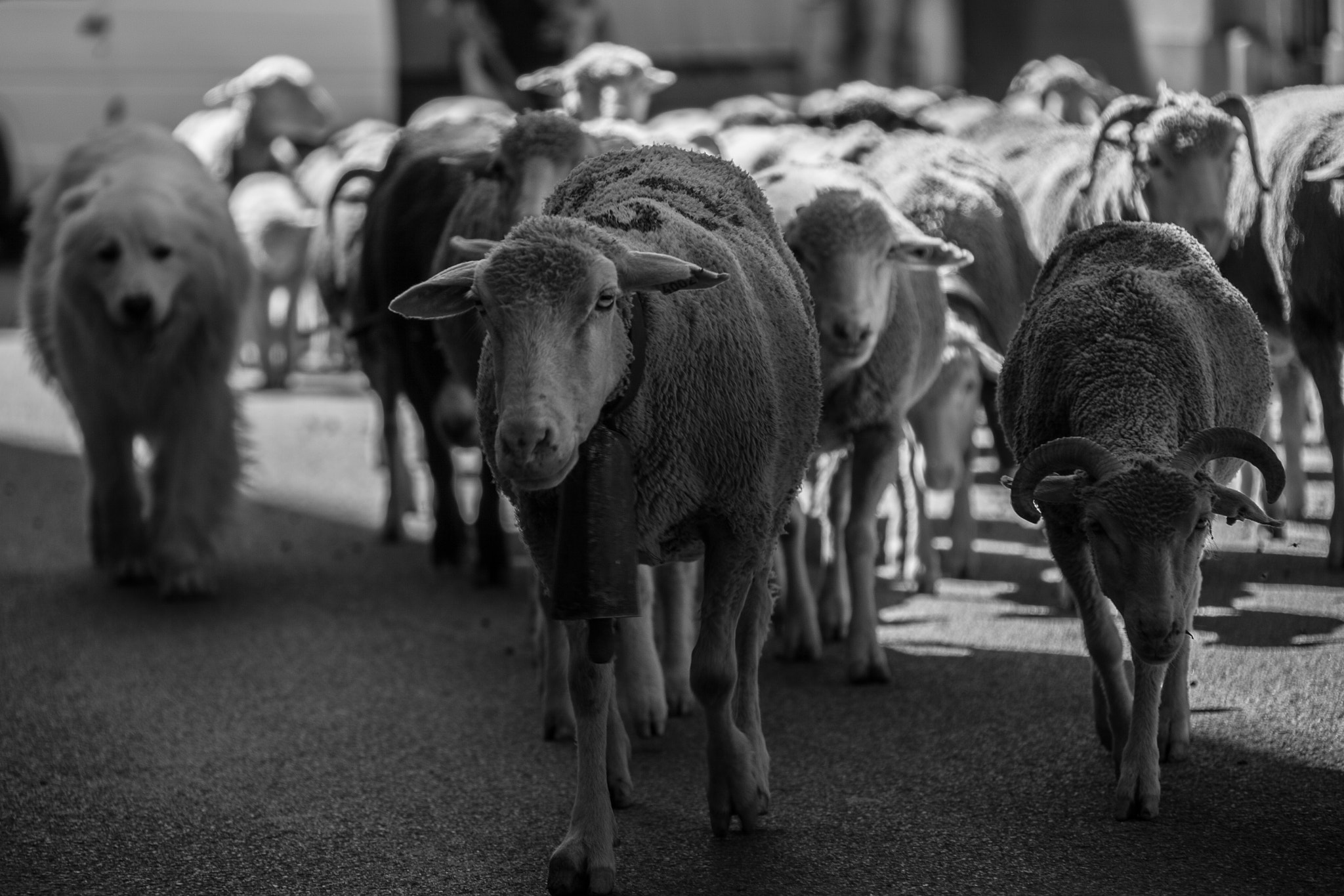 Canon EF 28-300mm F3.5-5.6L IS USM sample photo. Transhumance photography