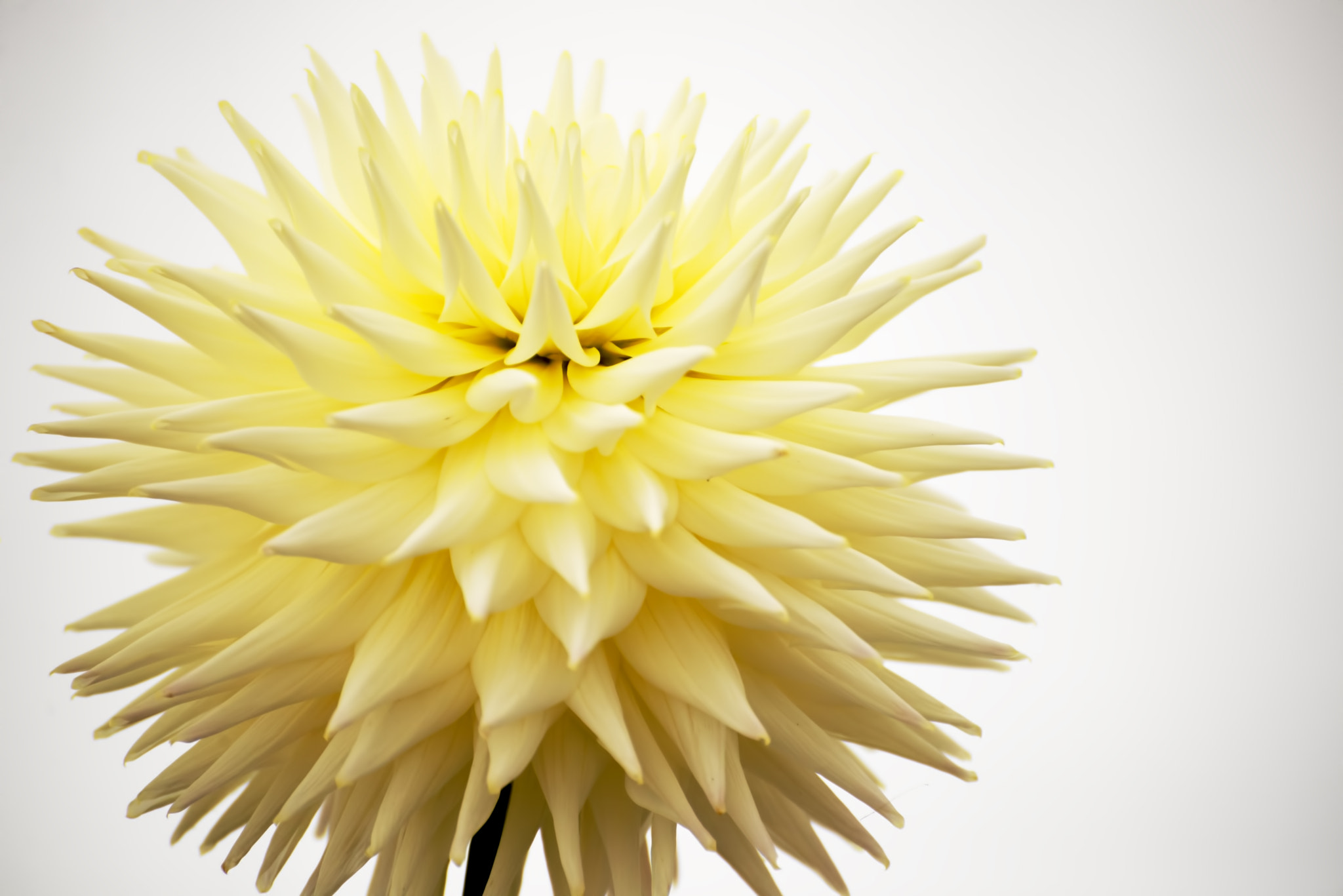 Nikon D600 sample photo. Exploding beauty (1) photography
