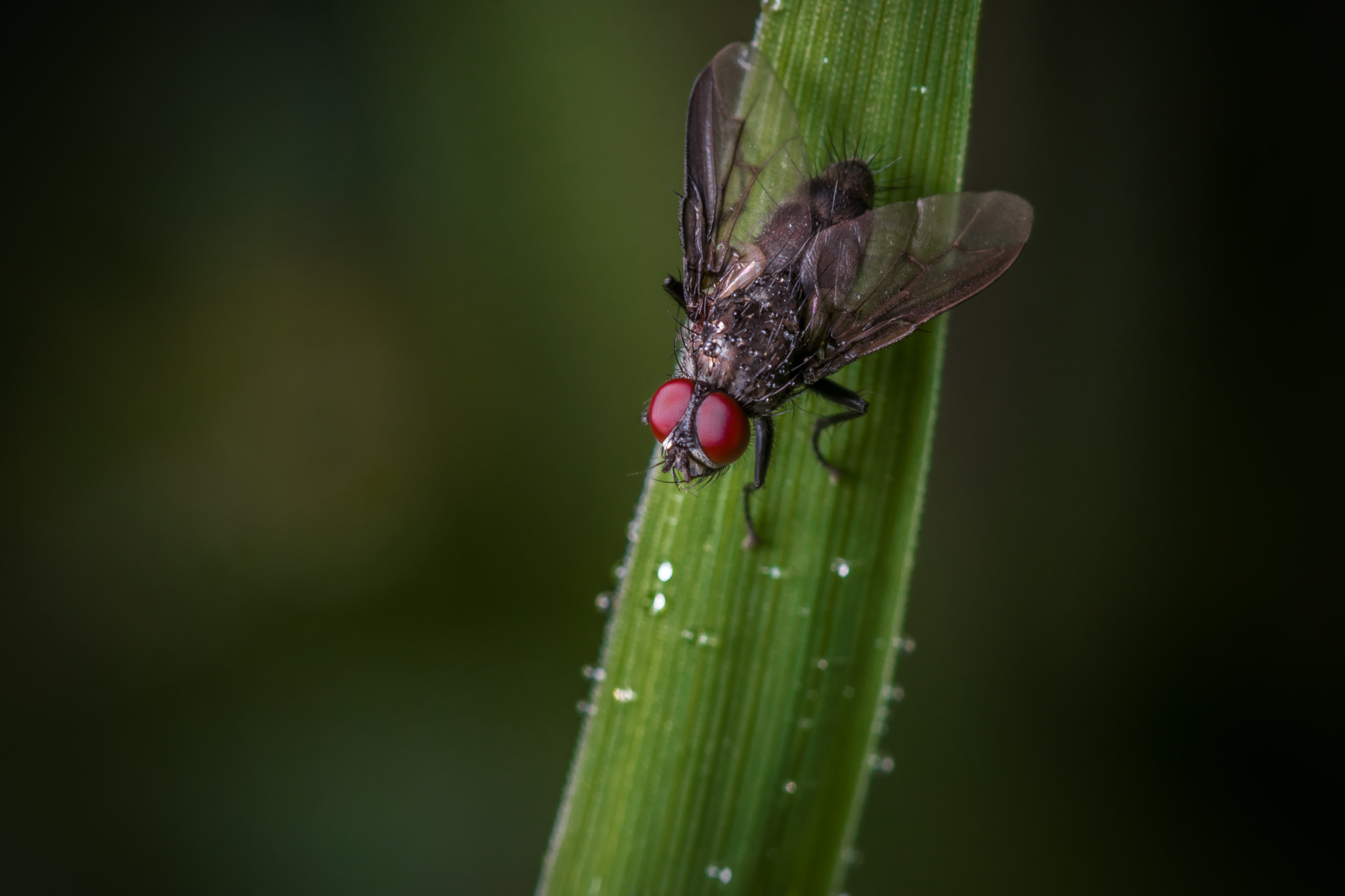 Canon EF 100mm F2.8 Macro USM sample photo. Small world photography