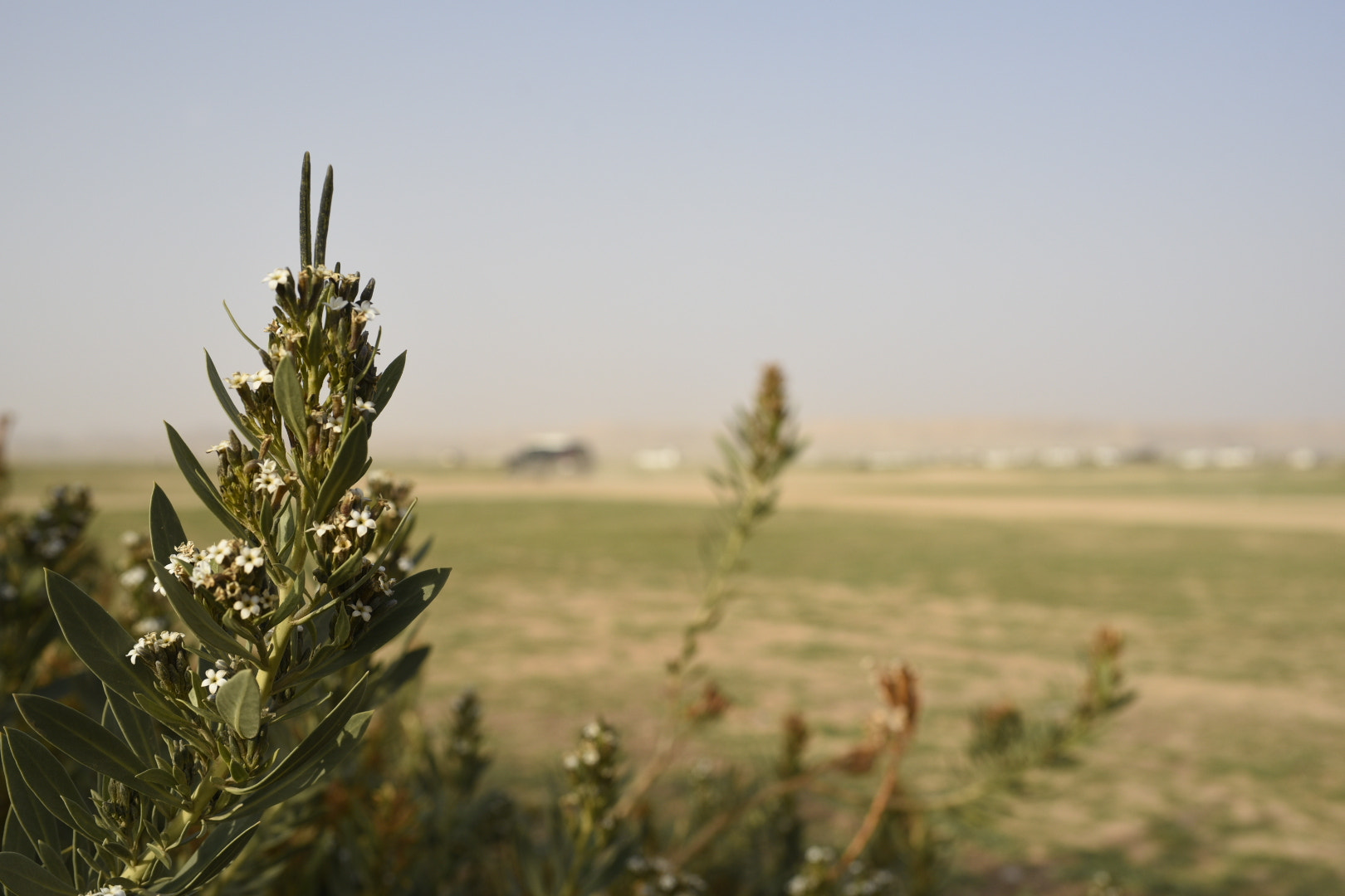 Nikon D750 + Nikon AF-S Nikkor 35mm F1.8G ED sample photo. Desert plant photography