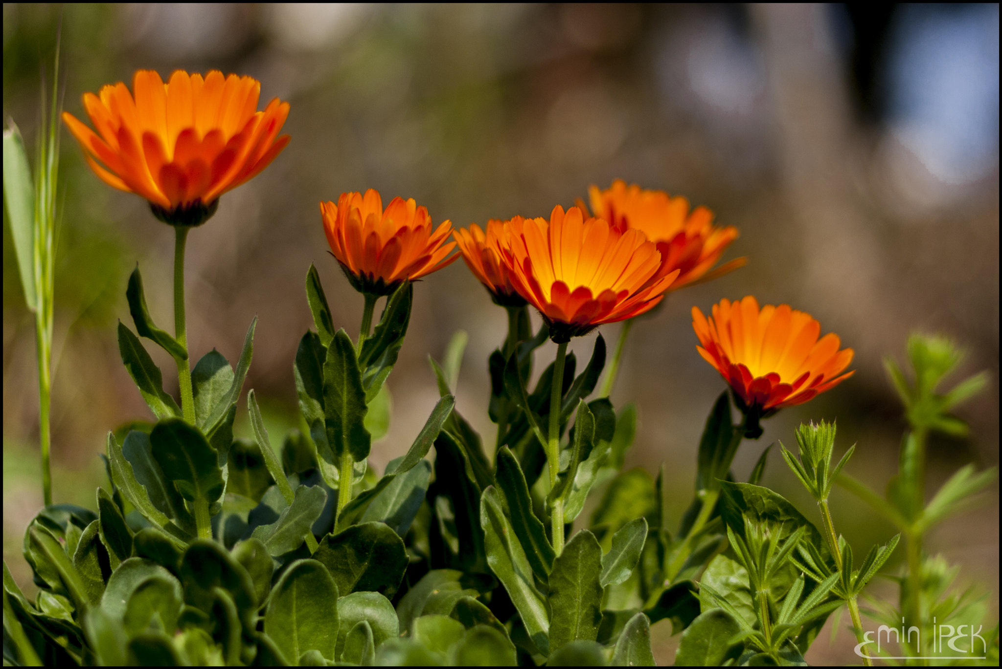 Canon EOS 40D + Canon EF 50mm F1.8 STM sample photo. Flower photography