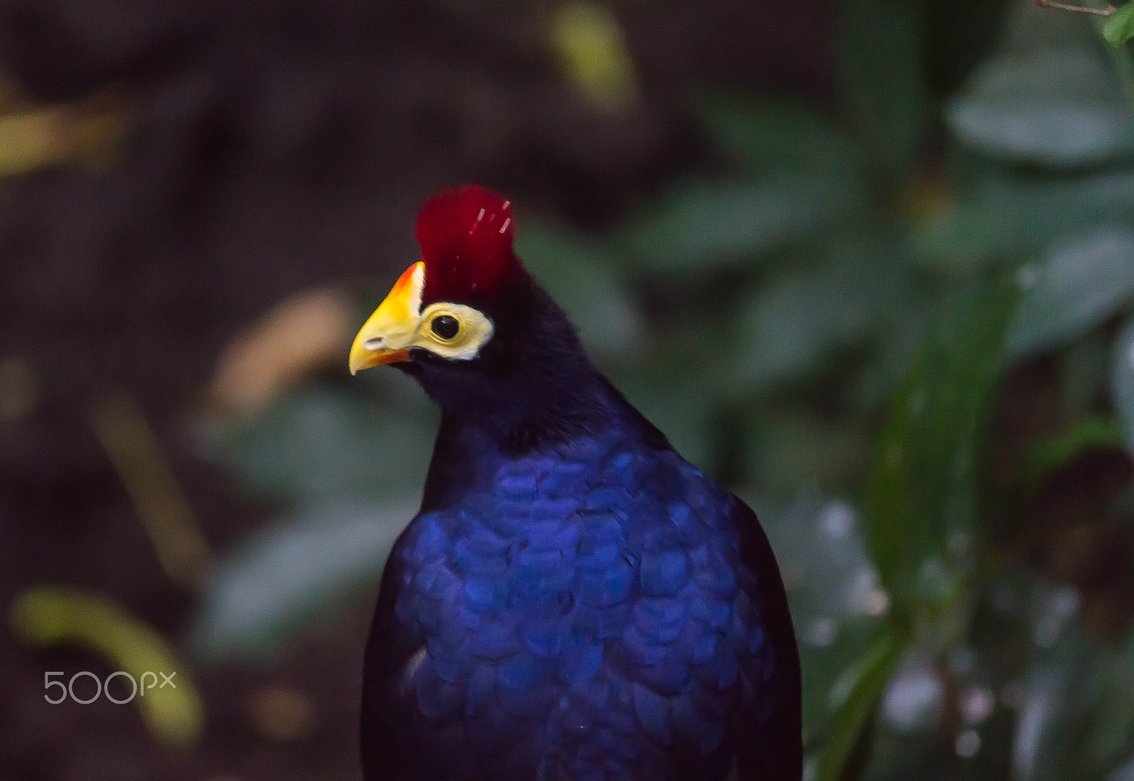 Sony a99 II sample photo. Headshot of lady ross's turaco photography