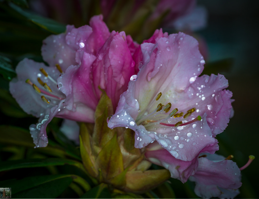 Sony SLT-A58 + 105mm F2.8 sample photo. Rododendron photography