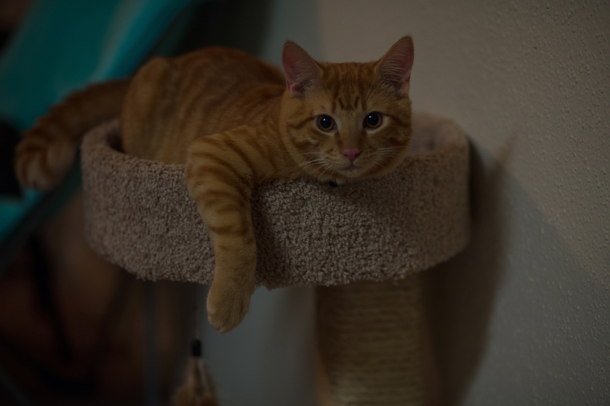 Canon EF 85mm F1.8 USM sample photo. It's hard taking his picture photography