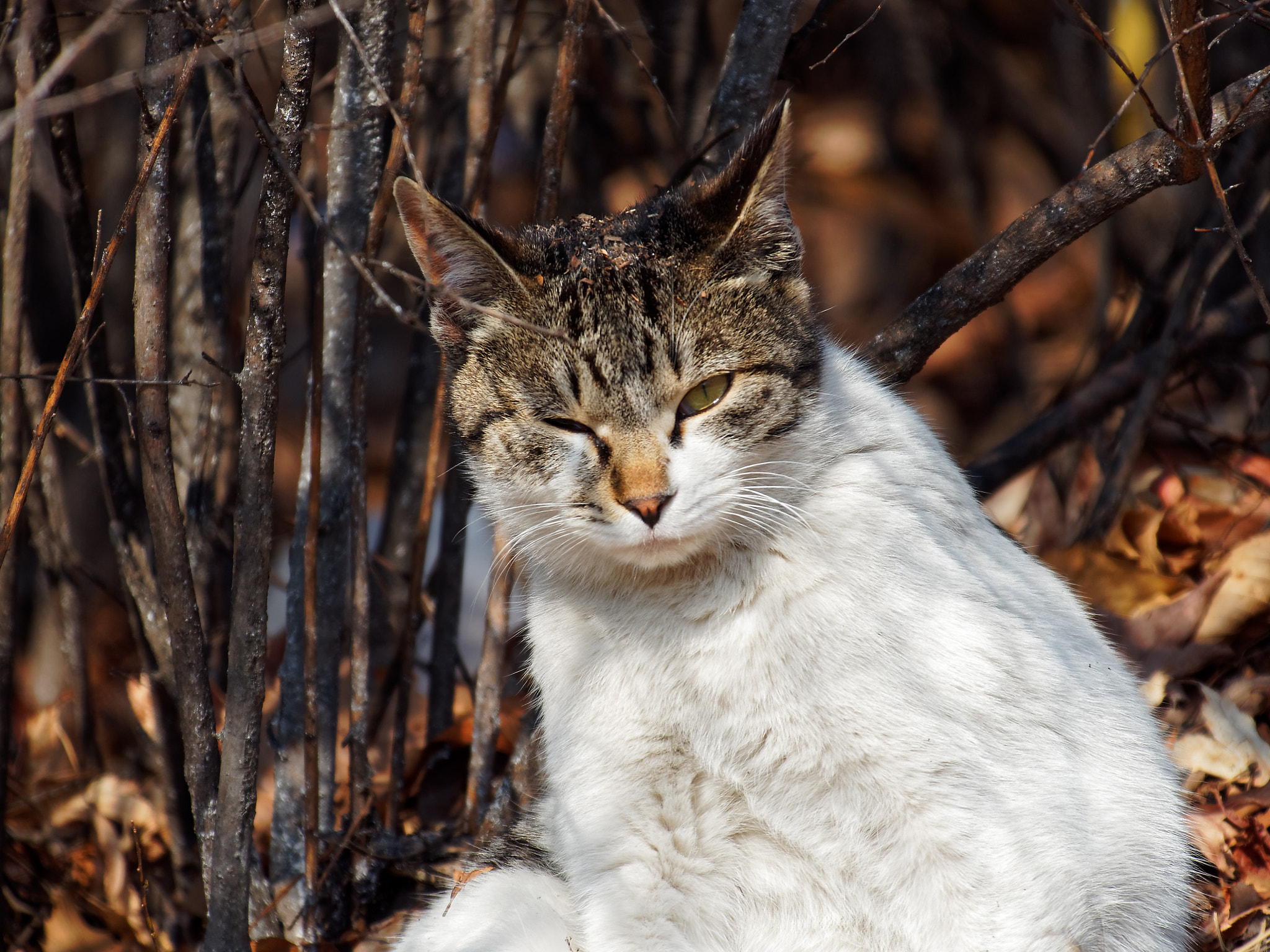 Olympus OM-D E-M5 II + LEICA DG 100-400/F4.0-6.3 sample photo. Staring photography