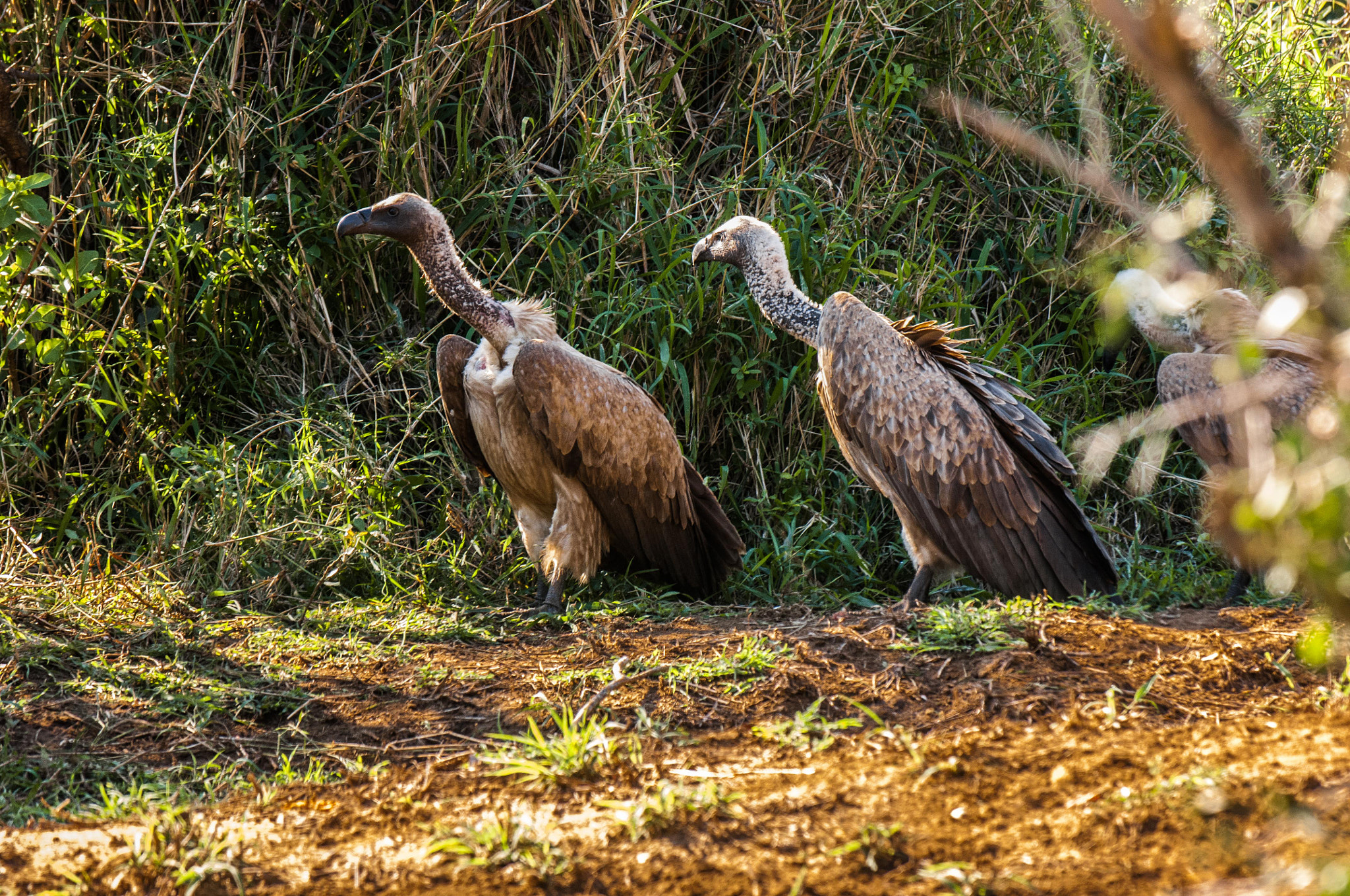 Nikon D2X sample photo. Waiting to feed photography