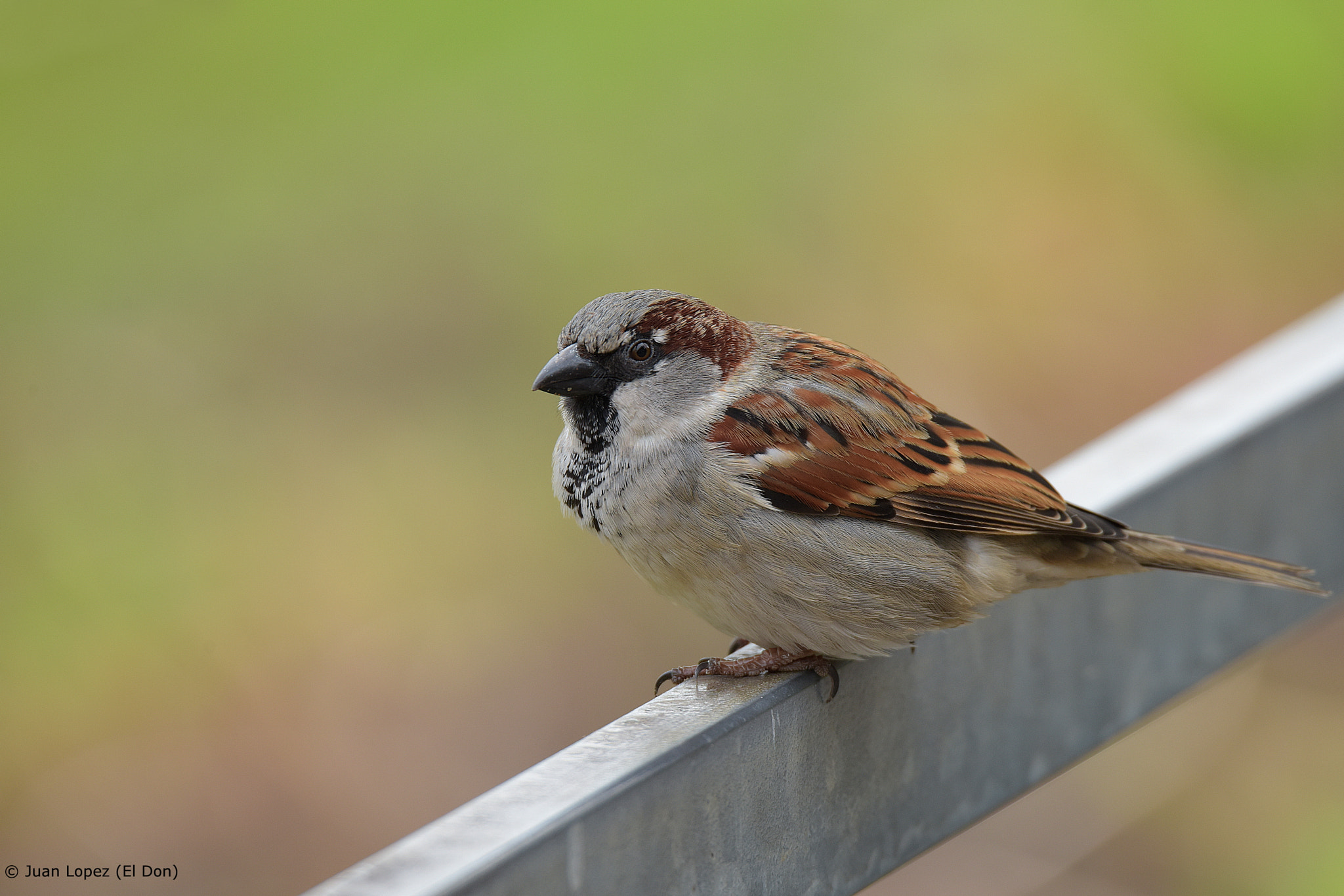 Sigma 150-600mm F5-6.3 DG OS HSM | S sample photo. Bird photography