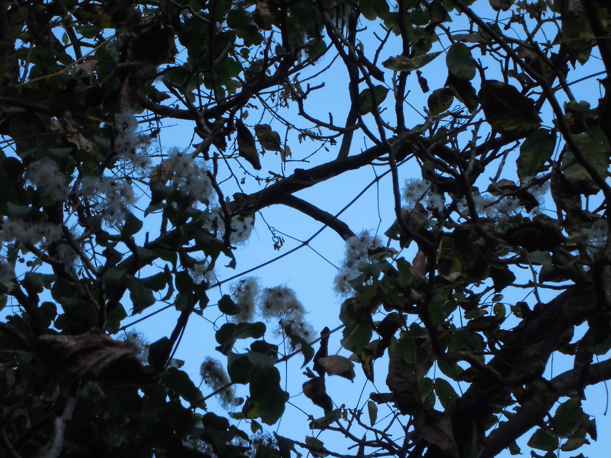 CASIO EX-ZS6 sample photo. Cimg photography