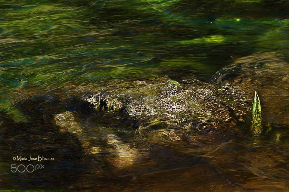 Nikon D40 sample photo. Movimiento natural photography