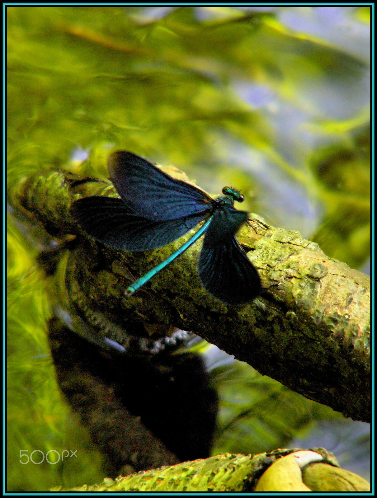 KONICA MINOLTA DiMAGE Z6 sample photo. Dragonfly photography