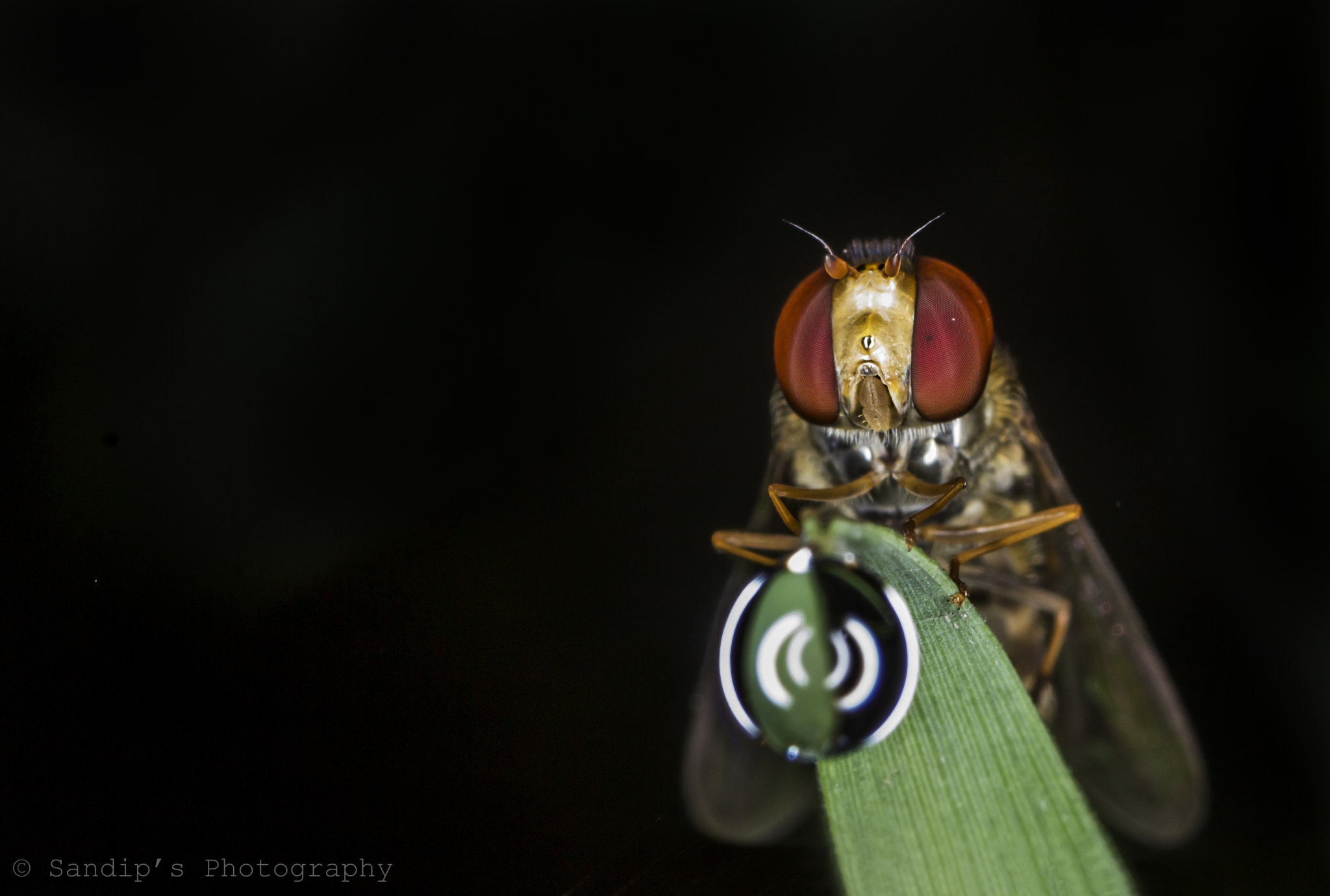 Canon EOS 600D (Rebel EOS T3i / EOS Kiss X5) + Tamron SP AF 90mm F2.8 Di Macro sample photo. Stealing light..... photography
