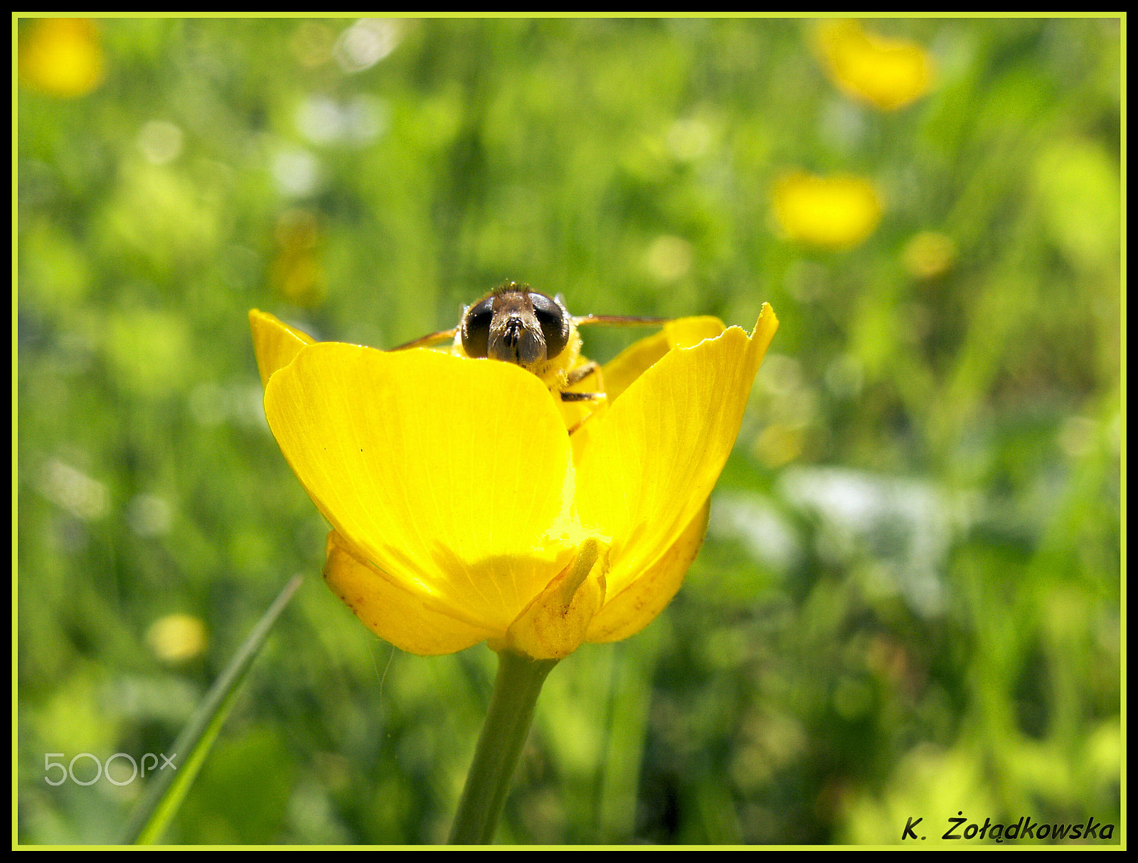 KONICA MINOLTA DiMAGE Z6 sample photo. Bee in the flower photography