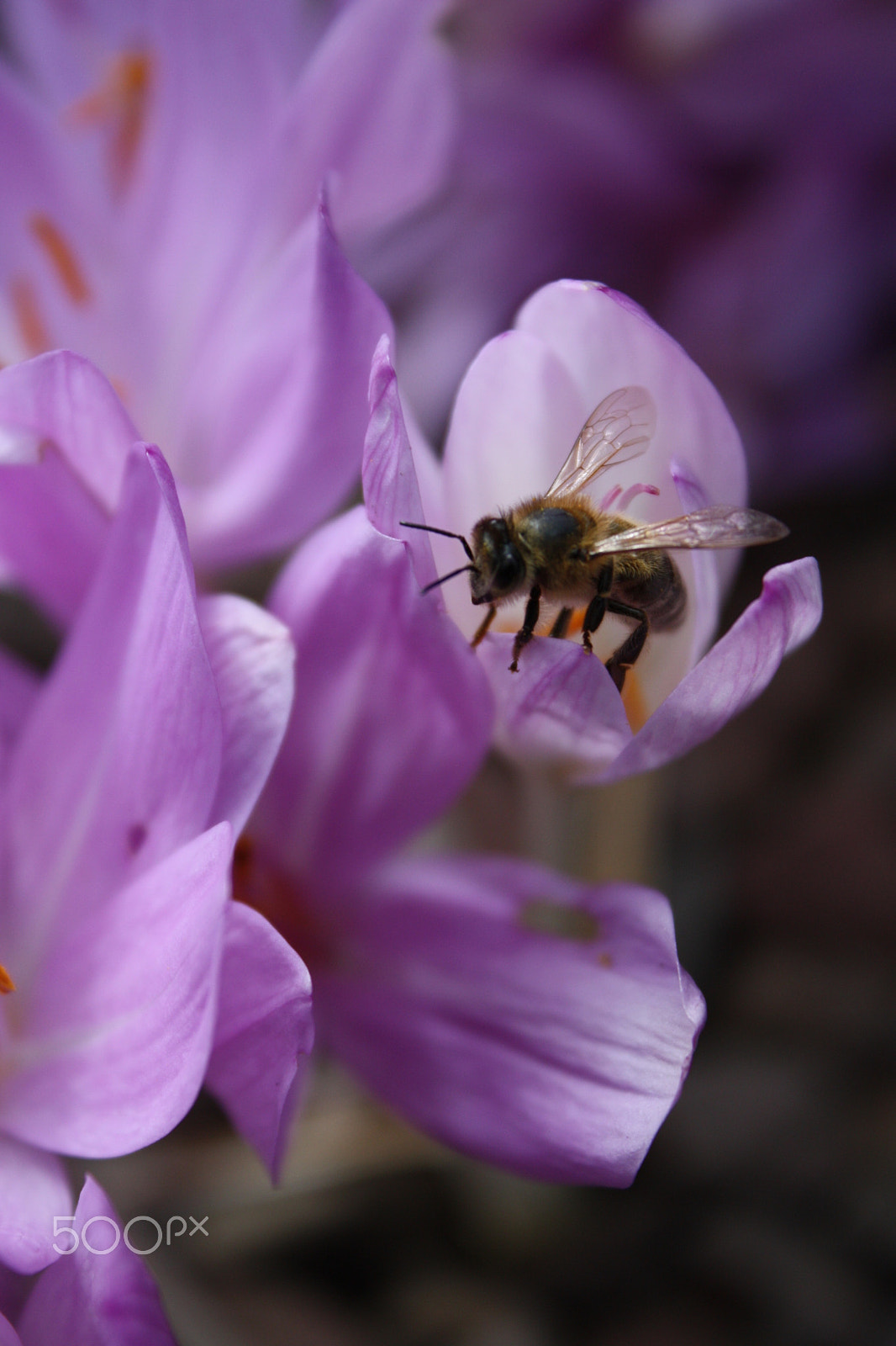 Canon EF-S 55-250mm F4-5.6 IS sample photo. Bee photography