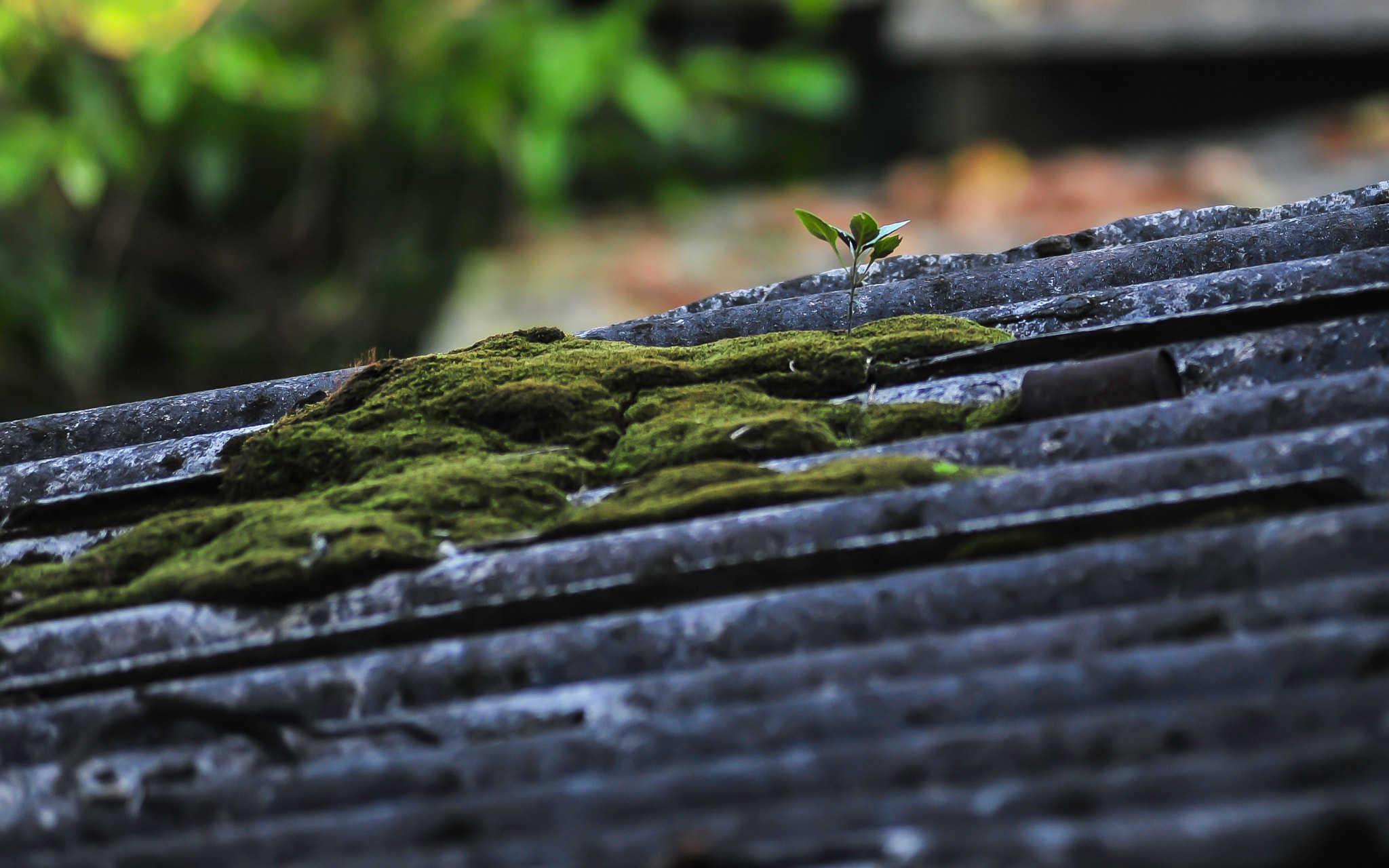 Nikon AF-Nikkor 80-200mm F2.8D ED sample photo. Life photography