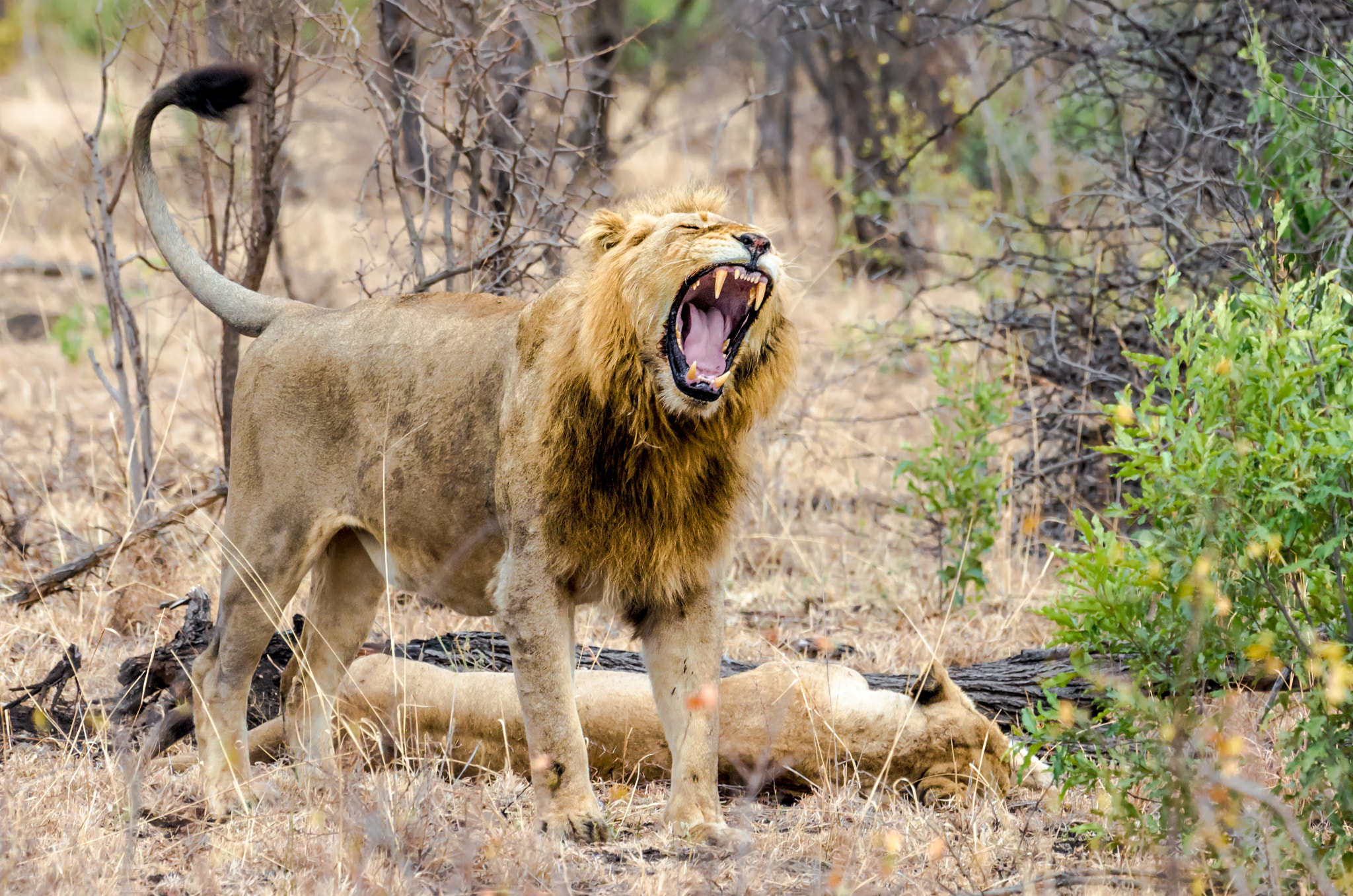 Pentax D FA 150-450mm F4.5-5.6 ED DC AW sample photo. Lion - yawning after mating photography