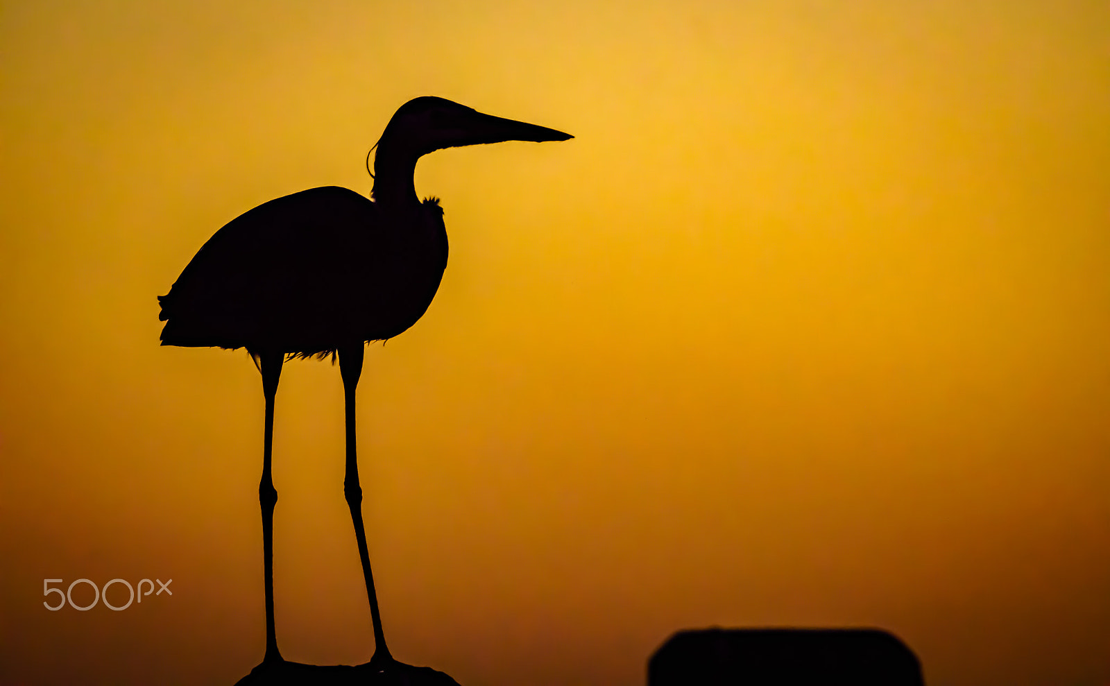 Sony ILCA-77M2 + Tamron SP 150-600mm F5-6.3 Di VC USD sample photo. Blue heron sunset photography
