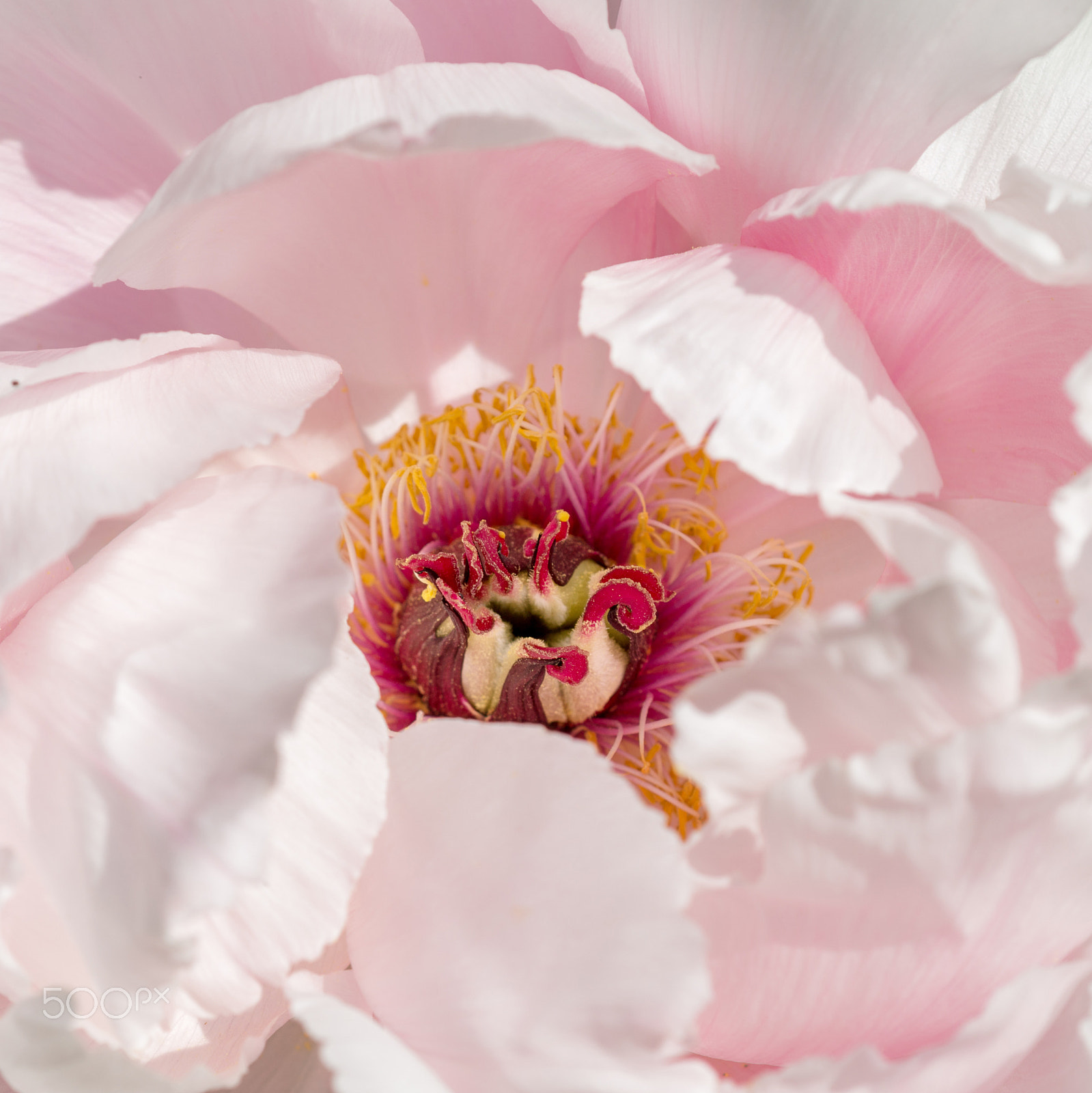 Nikon AF Micro-Nikkor 60mm F2.8D sample photo. Paeonia suffruticosa flower photography