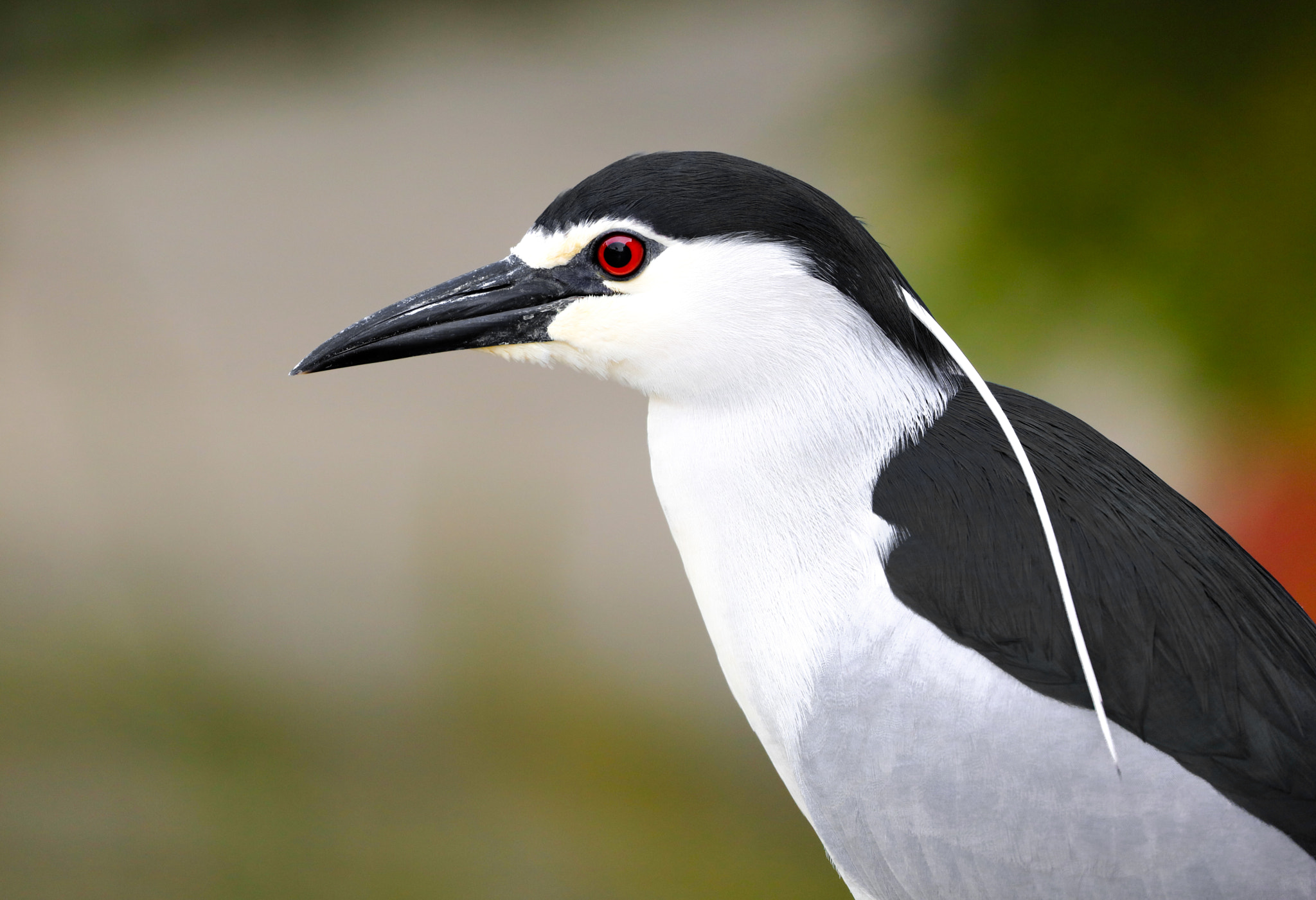 Canon EOS 5DS sample photo. Night heron photography