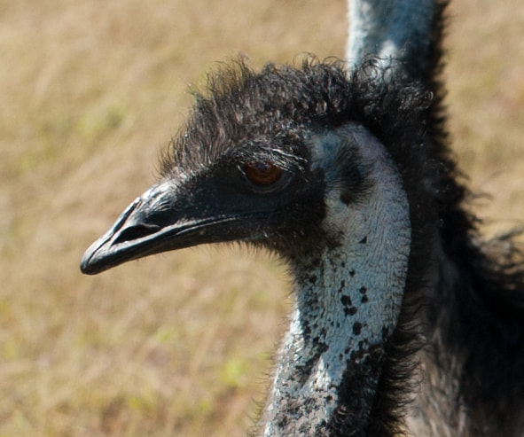 Nikon D700 + Sigma 35mm F1.4 DG HSM Art sample photo. Emu closeup photography