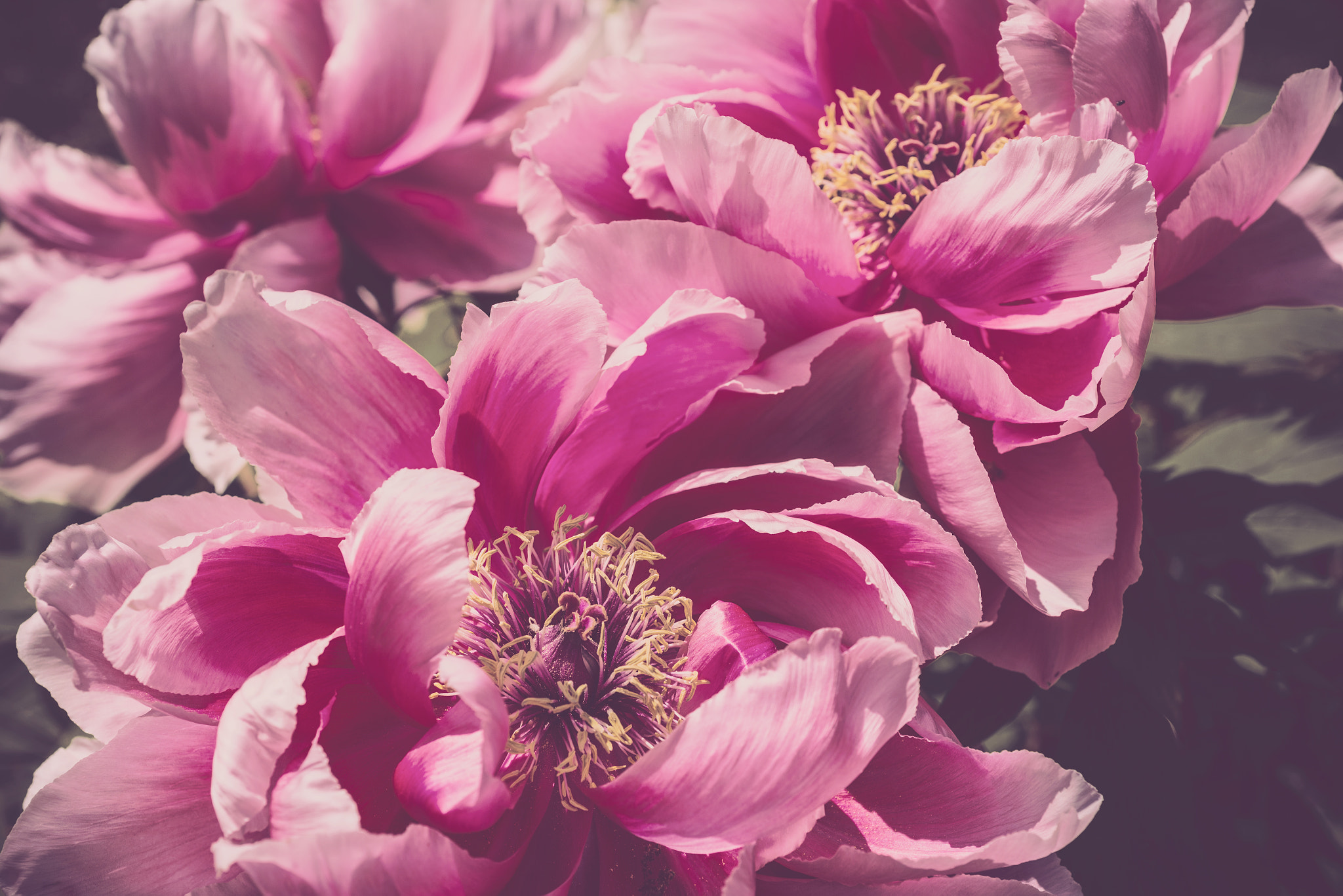 Nikon D800 + Nikon AF Micro-Nikkor 60mm F2.8D sample photo. Paeonia suffruticosa flower photography