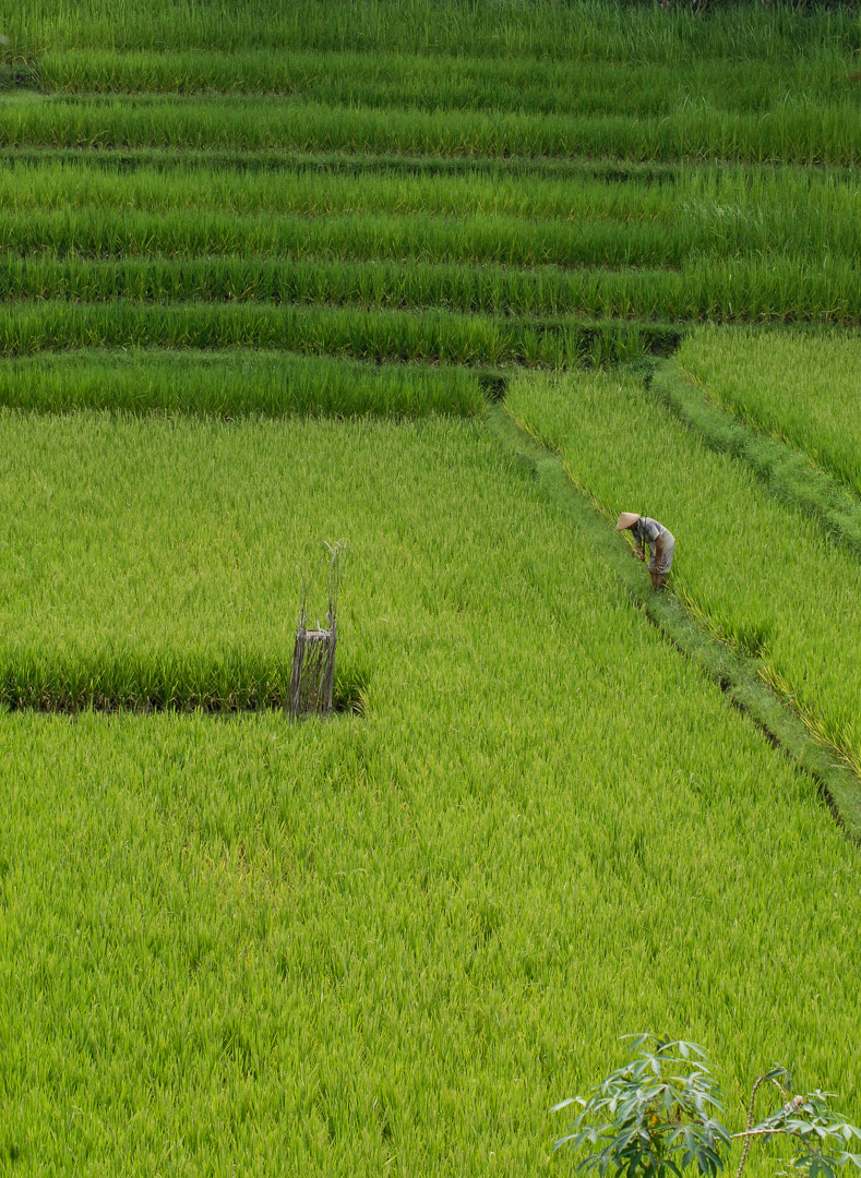 Nikon D200 + Tamron SP 70-300mm F4-5.6 Di VC USD sample photo. Rice field in bali photography