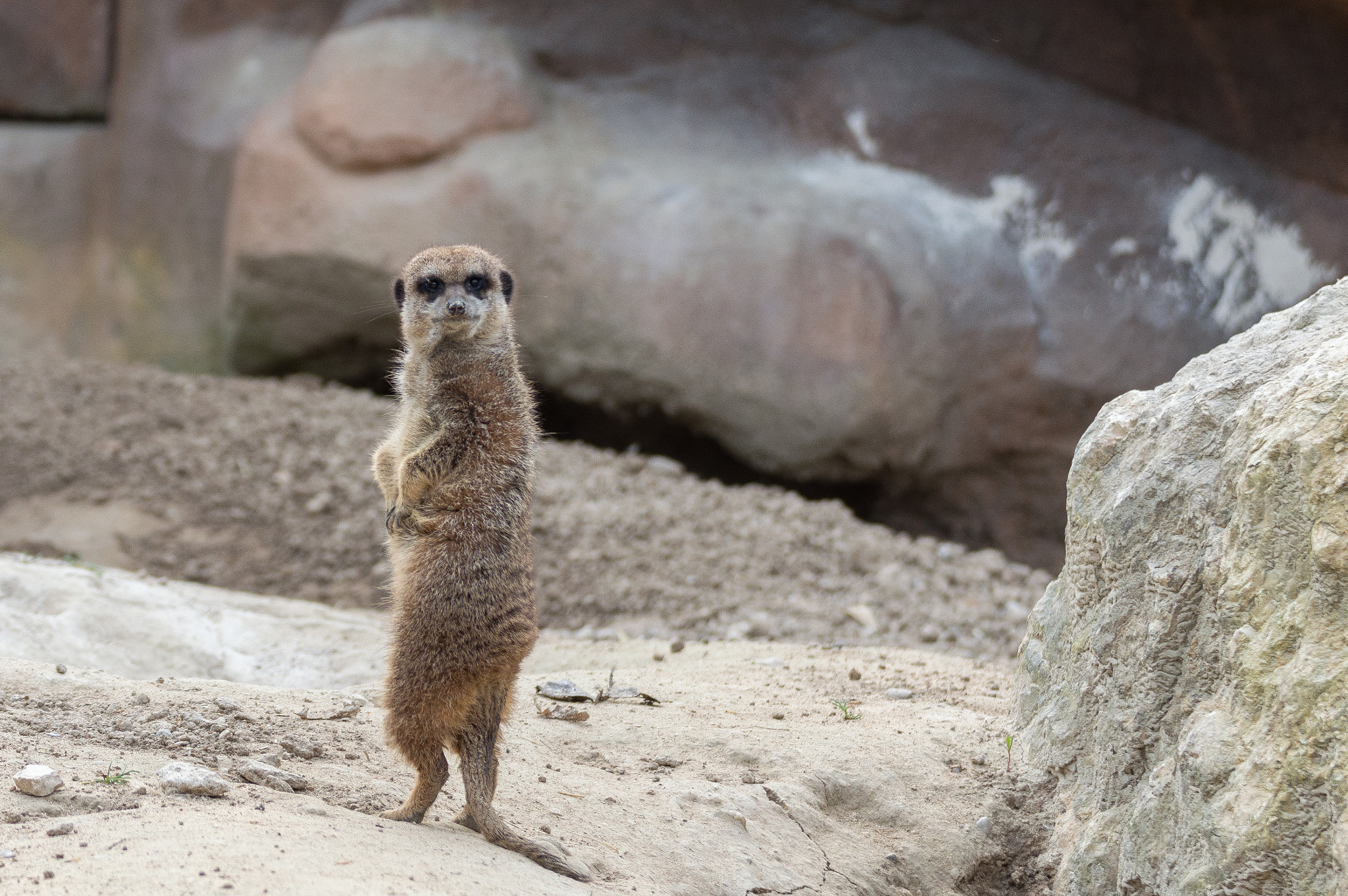 Nikon D3200 sample photo. Suricata suricatta photography