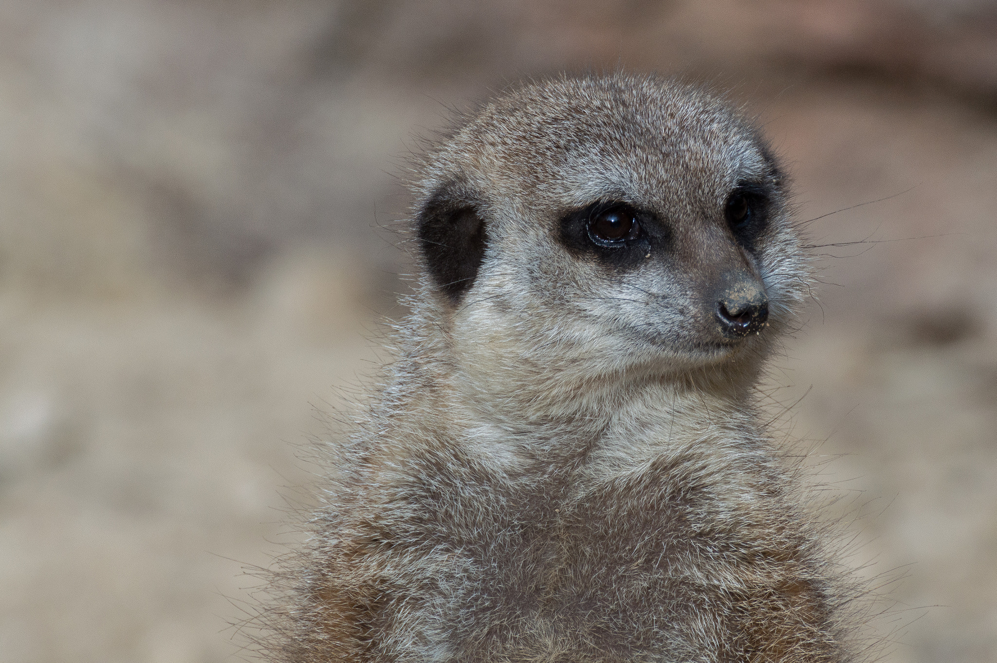 Nikon D3200 sample photo. Suricata suricatta photography