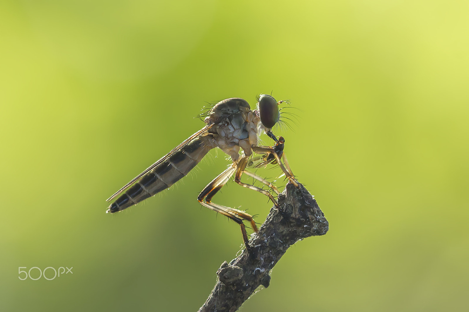 Canon EF 100mm F2.8L Macro IS USM sample photo. Robberfly, robberfly with prey, insect photography