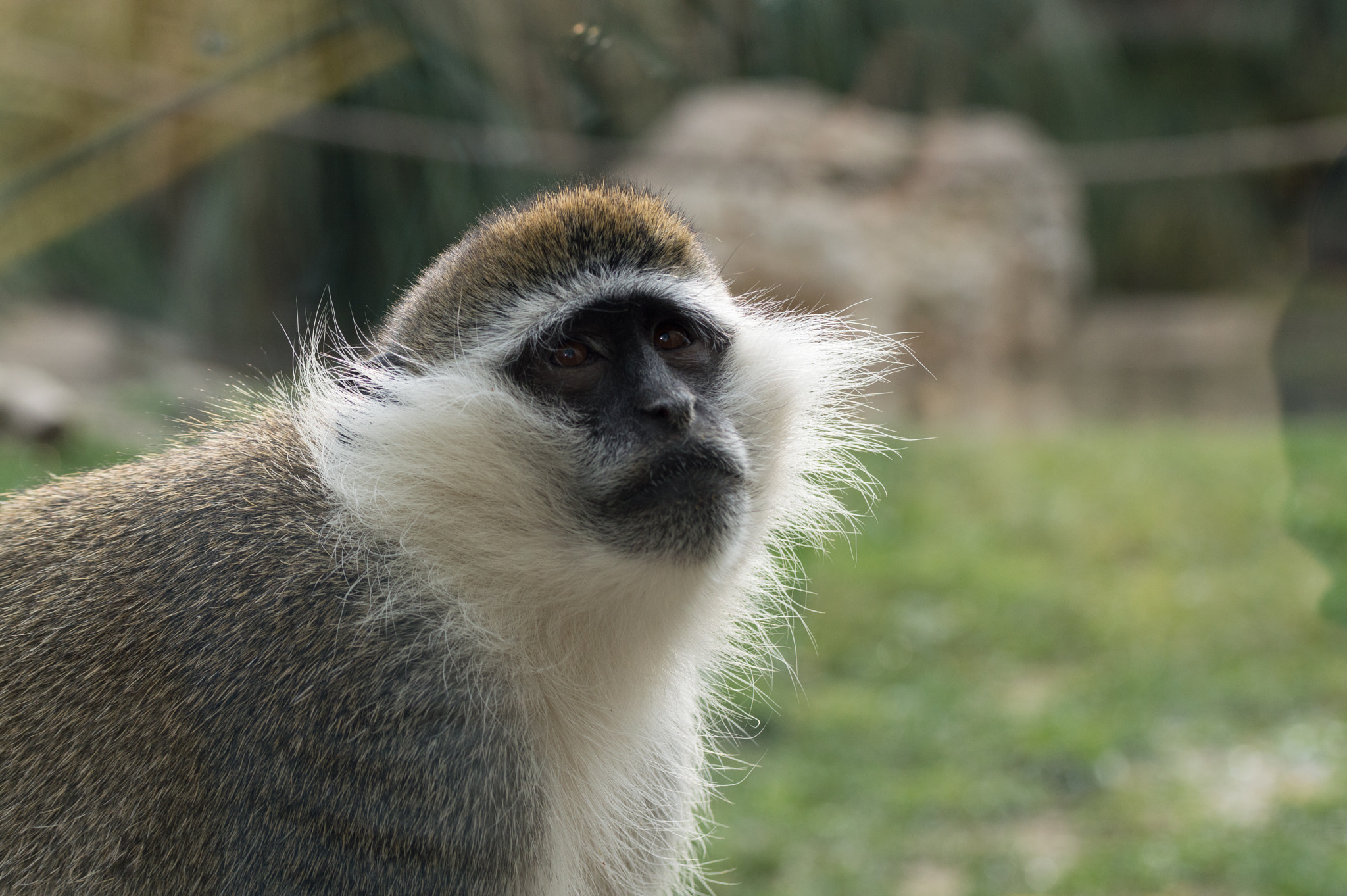 Nikon D3200 sample photo. Chlorocebus aethiops photography
