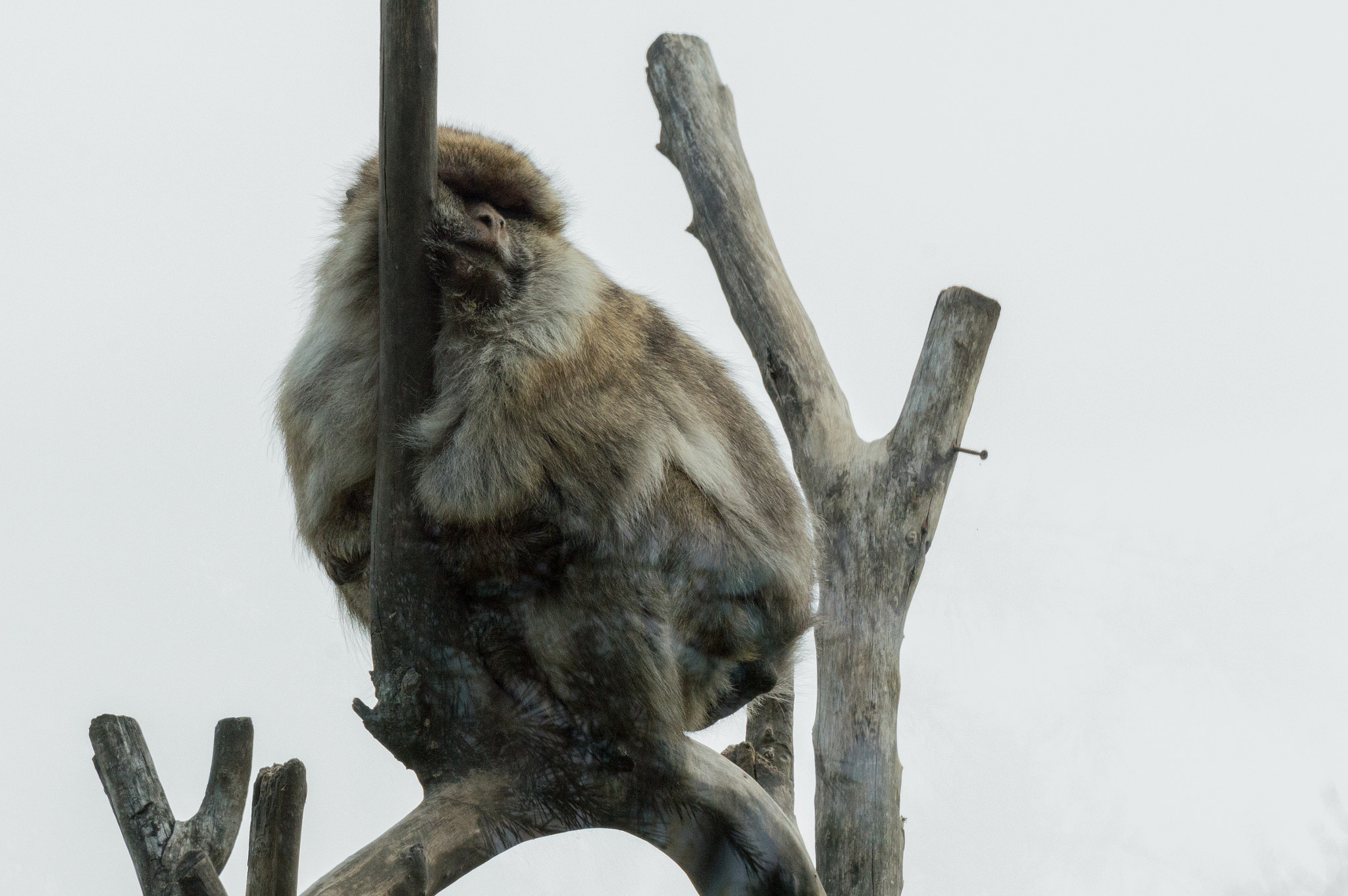 Nikon D3200 sample photo. Macaca sylvanus photography