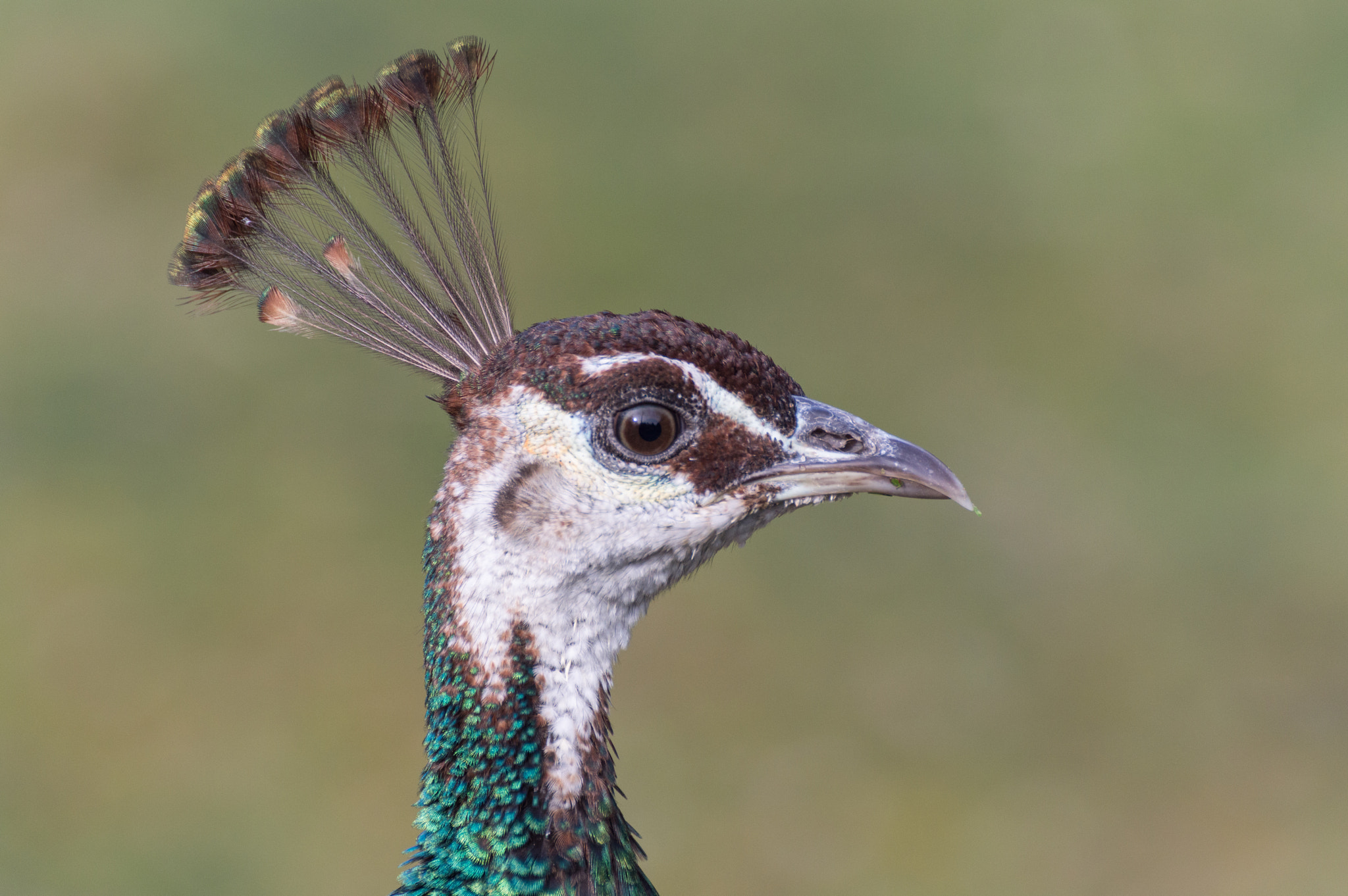 Nikon D3200 sample photo. Pavo cristatus photography