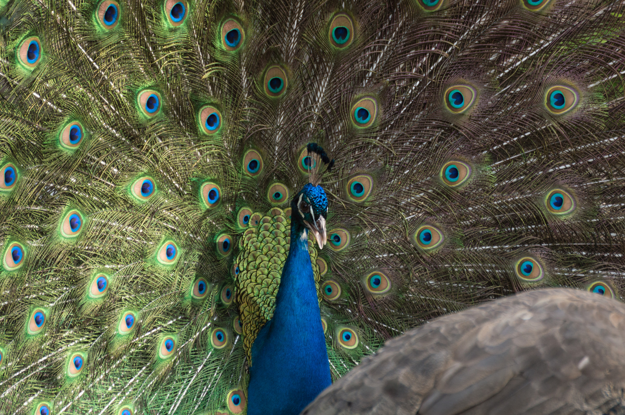 Nikon D3200 sample photo. Pavo cristatus photography