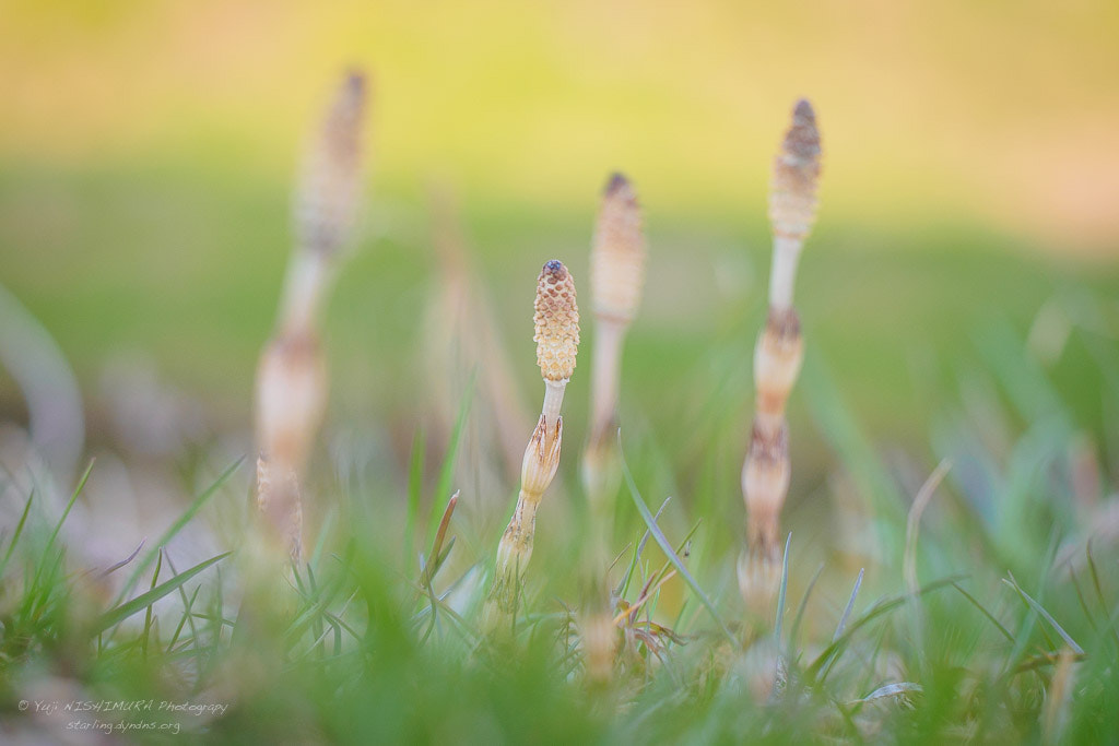 Olympus M.Zuiko Digital ED 60mm F2.8 Macro sample photo. Horsetail photography