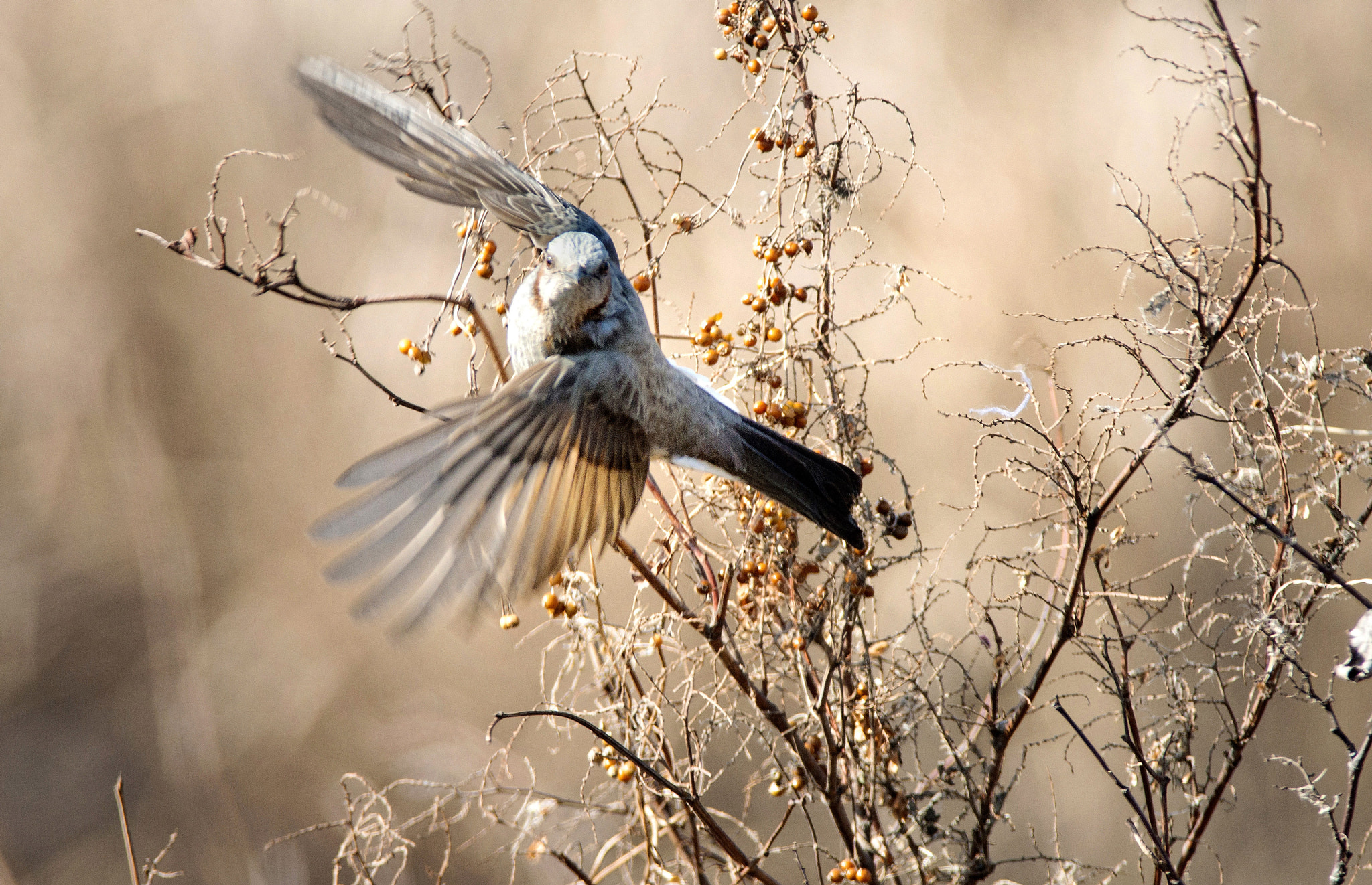 Nikon AF-S Nikkor 300mm F2.8G ED-IF VR sample photo. Hypsipetes amaurotis photography