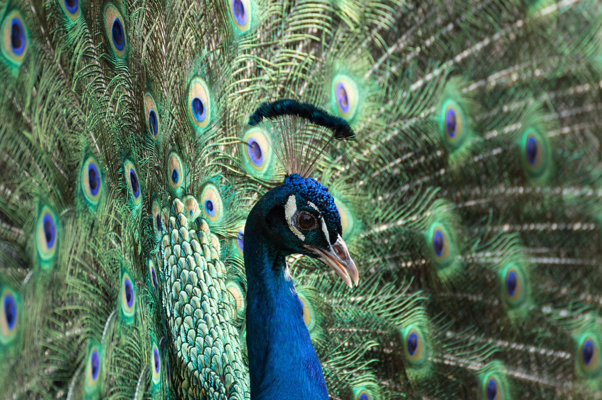 Nikon D3200 sample photo. Pavo cristatus photography