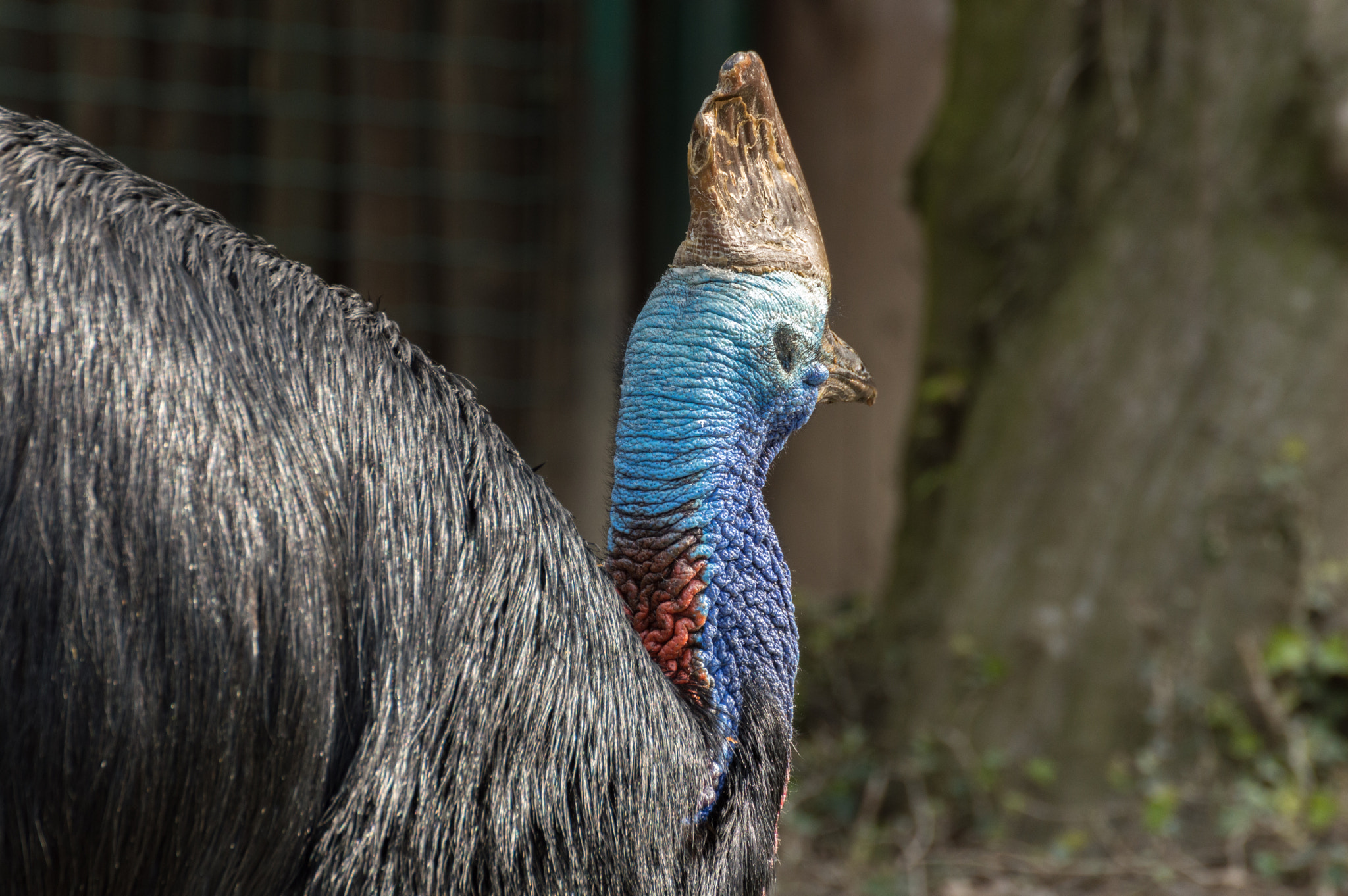 Nikon D3200 sample photo. Casuarius casuarius photography
