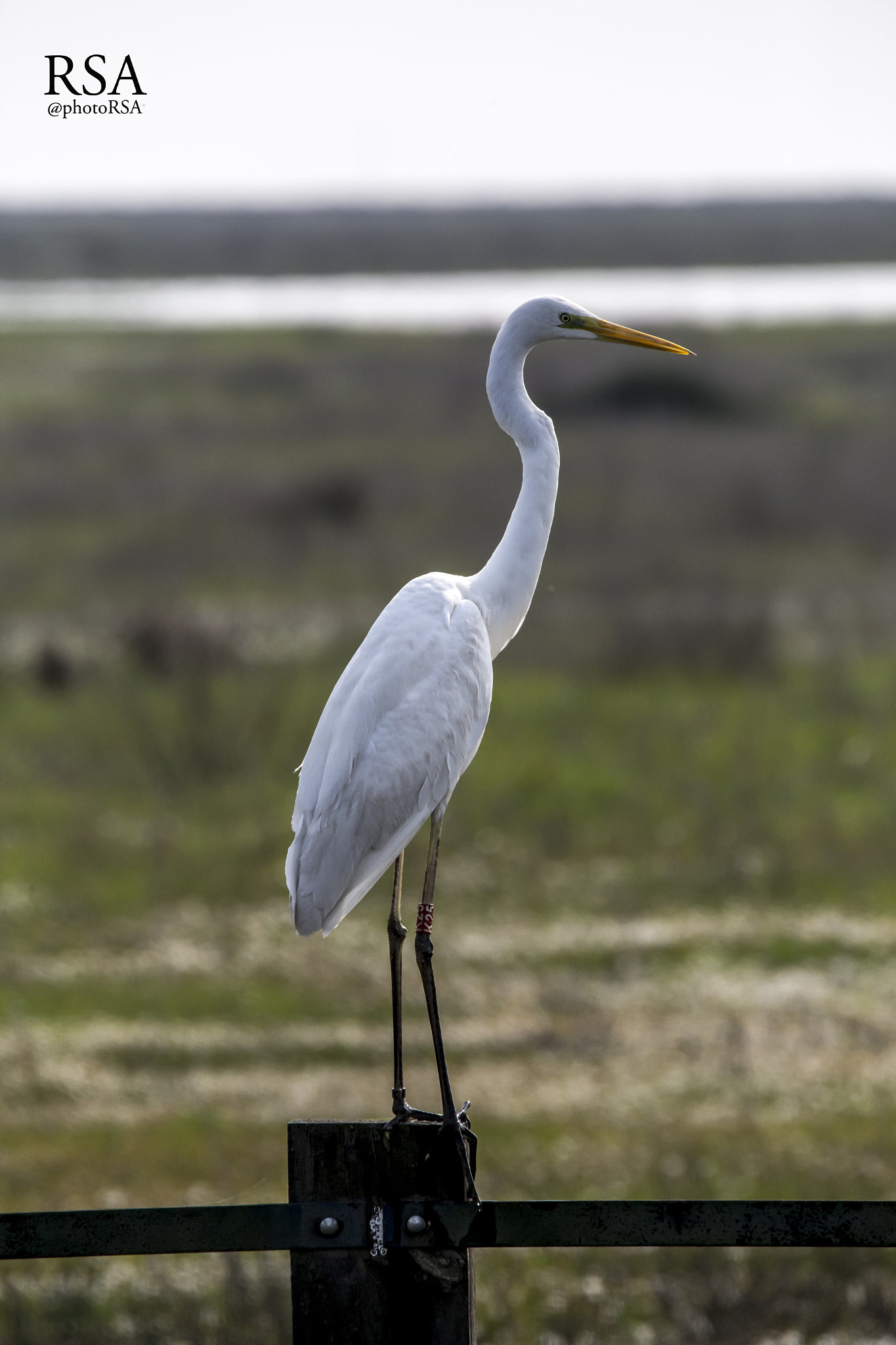 150-600mm F5-6.3 DG OS HSM | Contemporary 015 sample photo